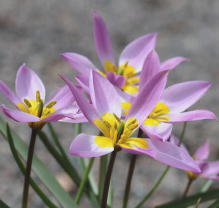 237001_Tulipa humilis Nahaufnahme rosa-weißer Tulpen mit gelben Zentren und schmalen grünen Blättern vor unscharfem Hintergrund
