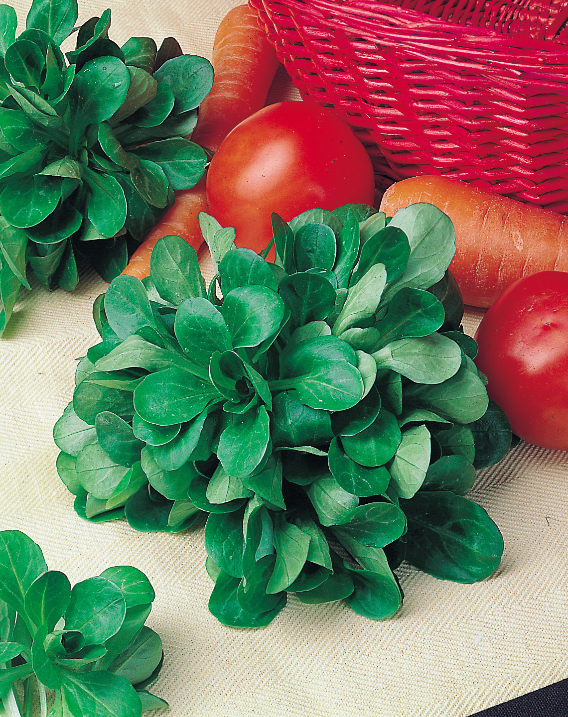 Feldsalat Verte de Cambrai