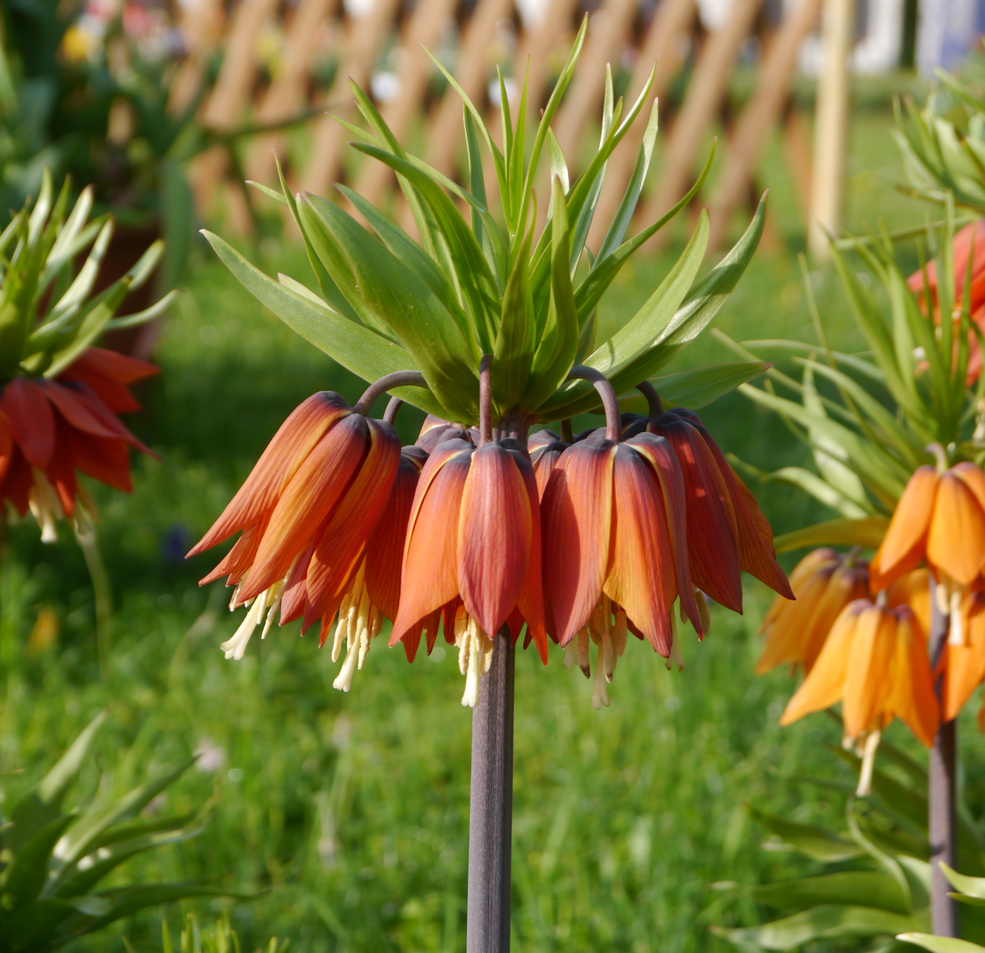 Fritillaria imperialis Aurora