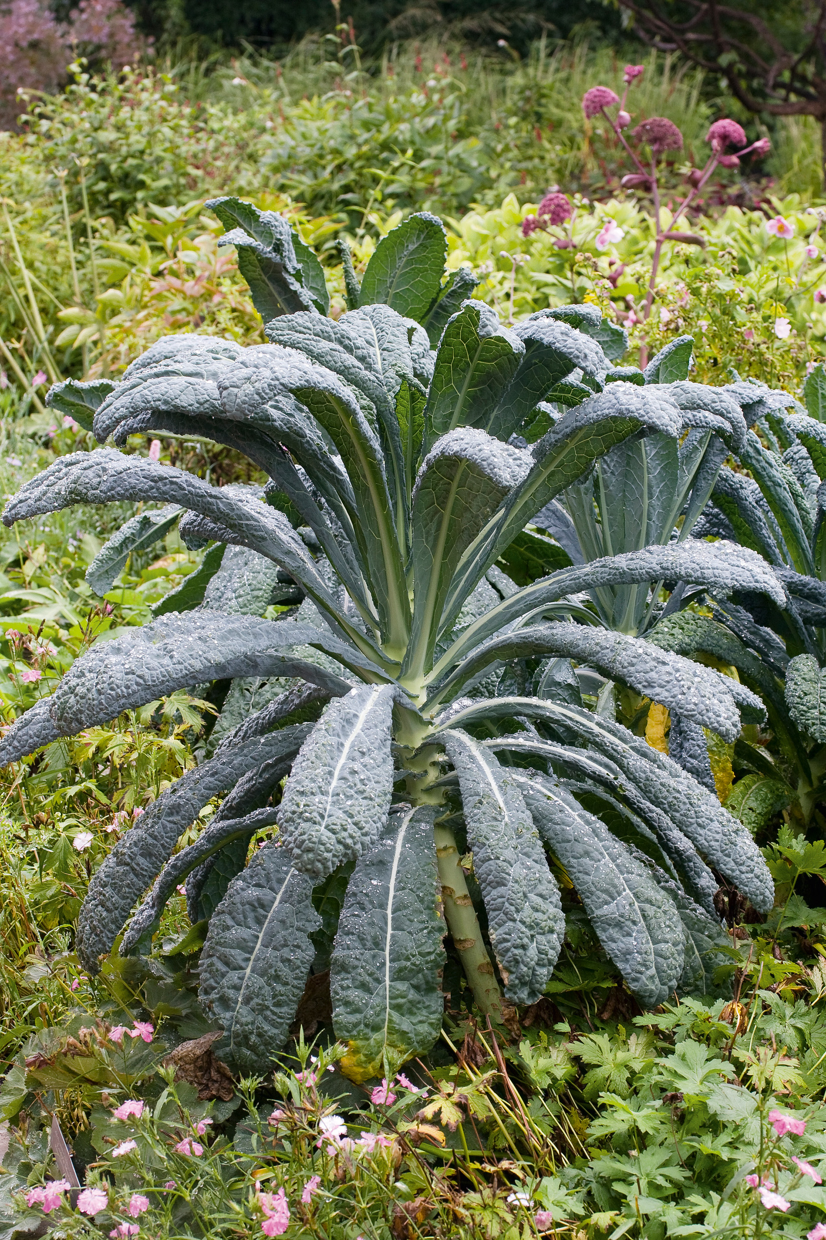 Palmkohl (Bio) Nero di Toscana