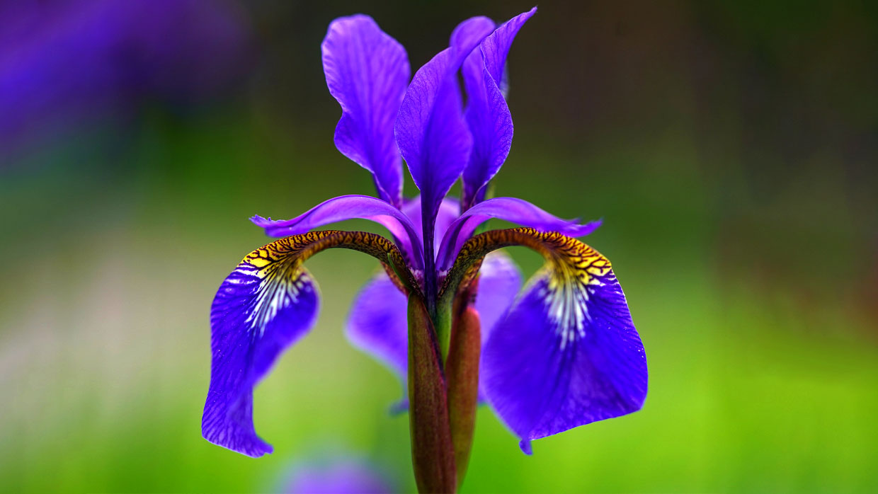 Schöne violette Irisblüte in voller Blüte Nahaufnahme einer violetten Irisblüte mit bunten Highlights