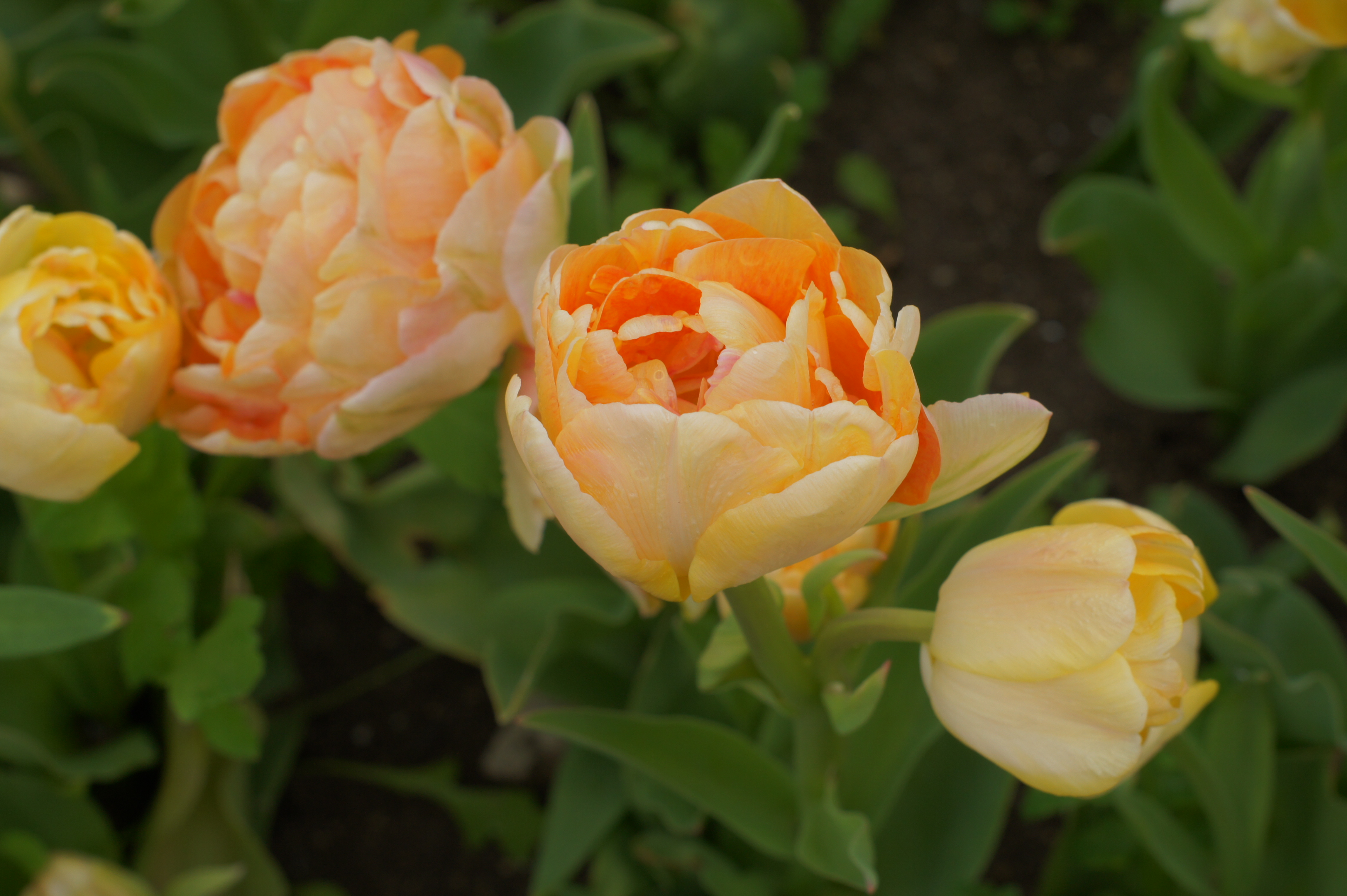 222822_Gef. späte Tulpen Charming Beauty_ Nahaufnahme doppelt gefüllte Tulpen in Apricot- und Gelbtönen mit grünen Blättern im Hintergrund