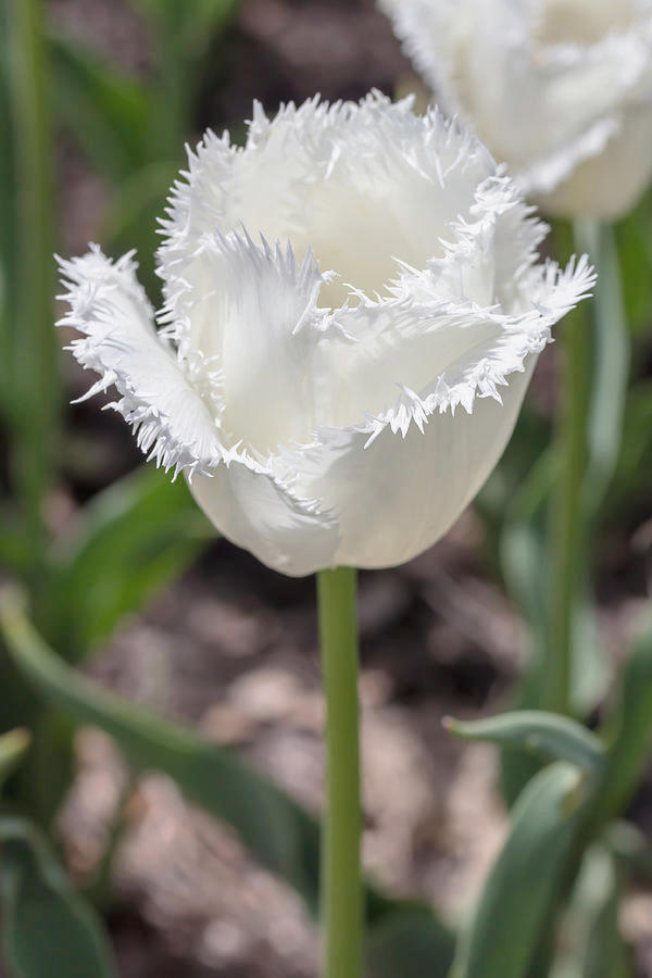 239192_Crispa-Tulpen Honeymoon Nahaufnahme einer weißen gefransten Tulpe mit gezackten Blütenrändern auf grünem Stiel vor verschwommenem Gartenhintergrund