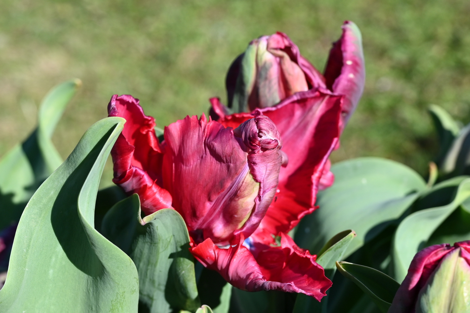 226862_Red_Madonna_2 Nahaufnahme einer roten Papageientulpe mit gewellten, gezackten Blütenblättern und grünen Blättern im Hintergrund