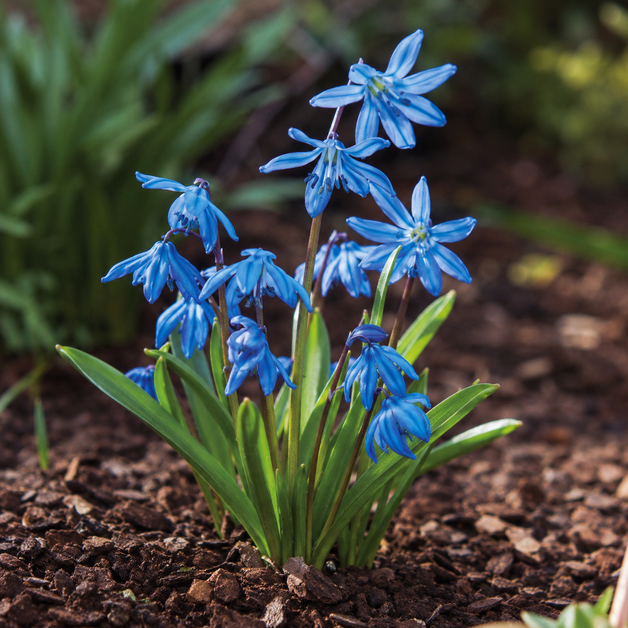 Scilla siberica