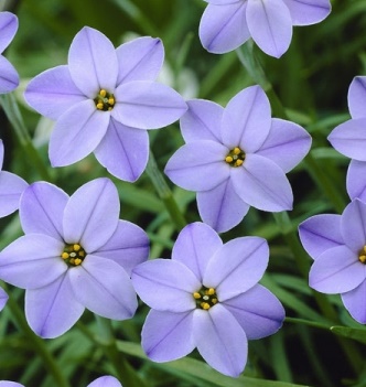 Ipheion Rolf Fiedler Nahaufnahme mehrerer lila Blausternchen (Ipheion) mit gelben Blütencentern vor grünem Laub