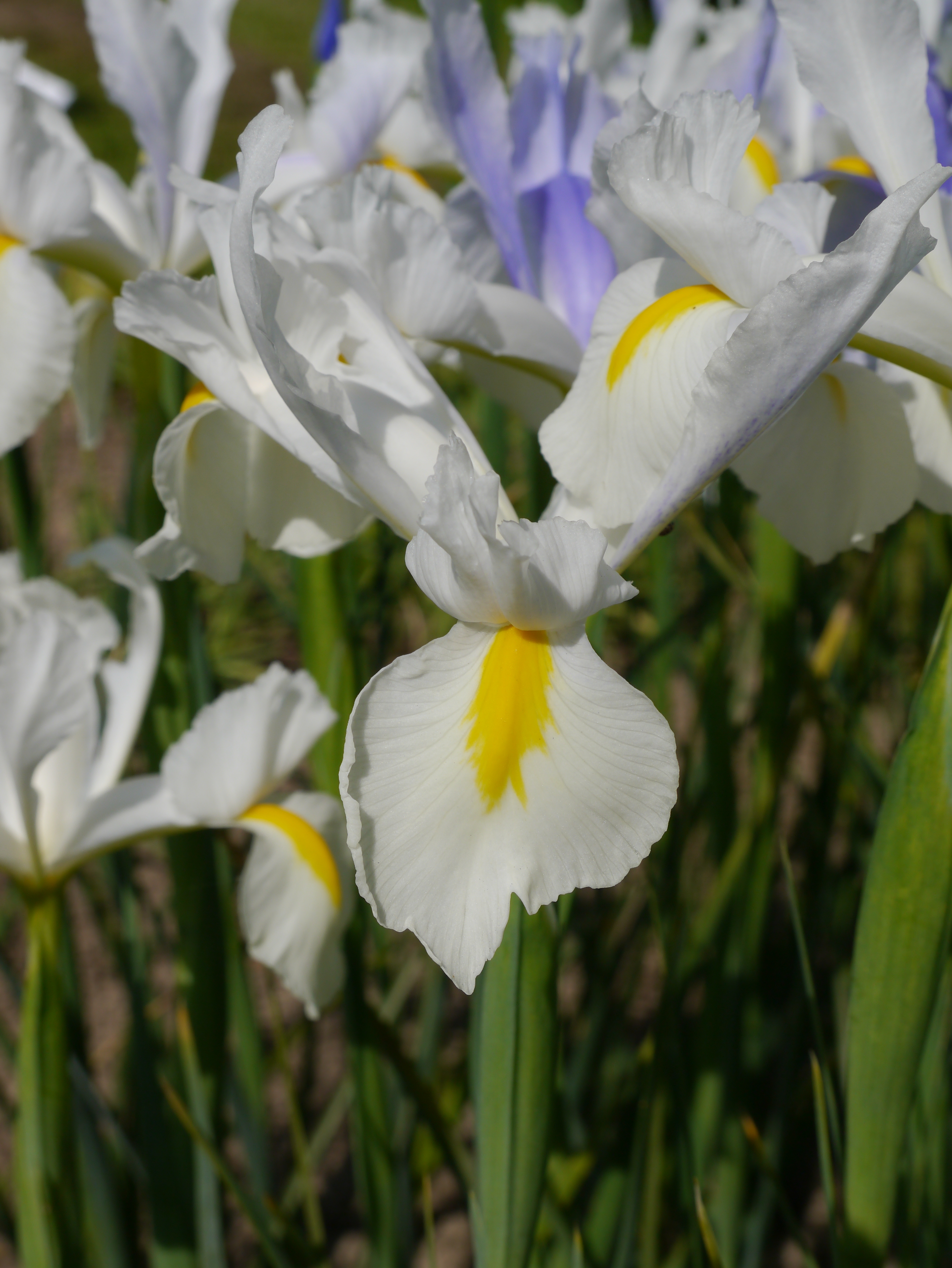 268779_Iris hollandica White Excelsior Nahaufnahme einer weißen Schwertlilie (Iris) mit markantem gelbem Streifen auf dem unteren Blütenblatt, umgeben von weiteren Blüten und grünen Blättern im Hintergrund.