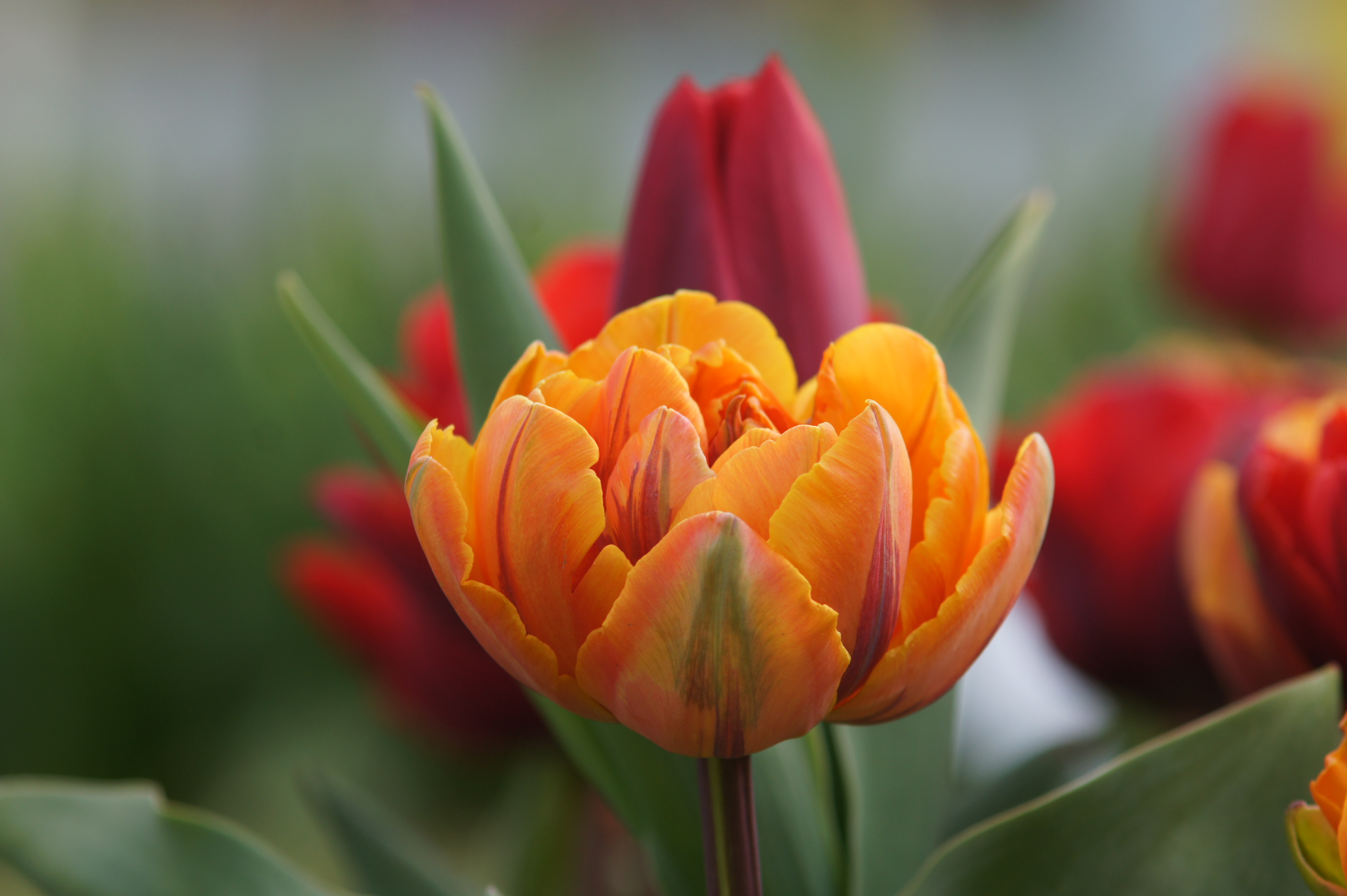 222562_Gef. späte Tulpen Orange Princes_2 Nahaufnahme einer gefüllten orange-rot gestreiften Tulpe vor unscharfem Hintergrund mit roten Tulpen und grünen Blättern
