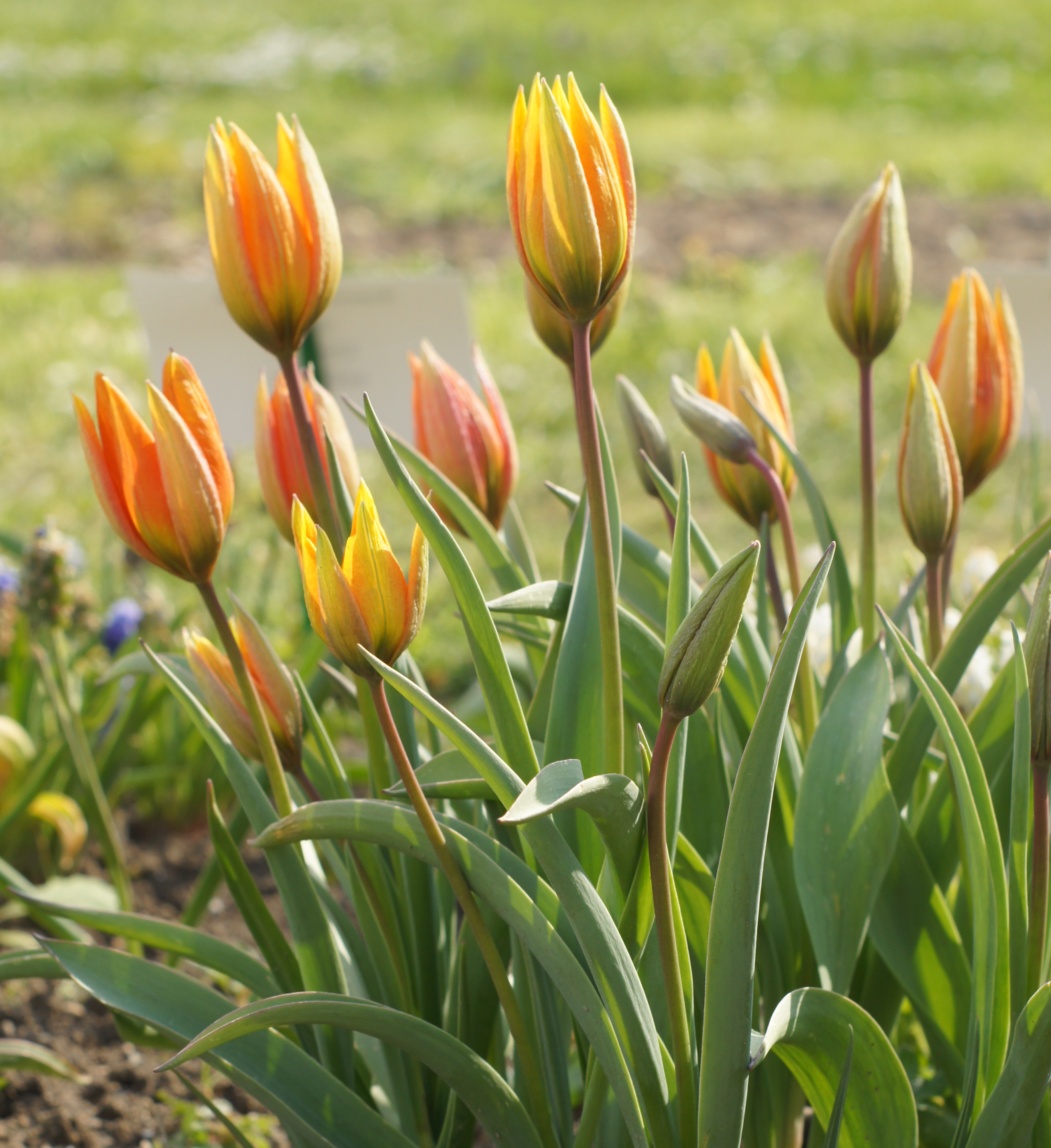 Tulipa whittallii Major