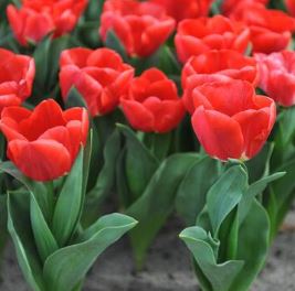 223322_Triumph-Tulpen Red Calgary_1 Mehrere rote Tulpen in einem Beet, Nahaufnahme mit grünen Blättern