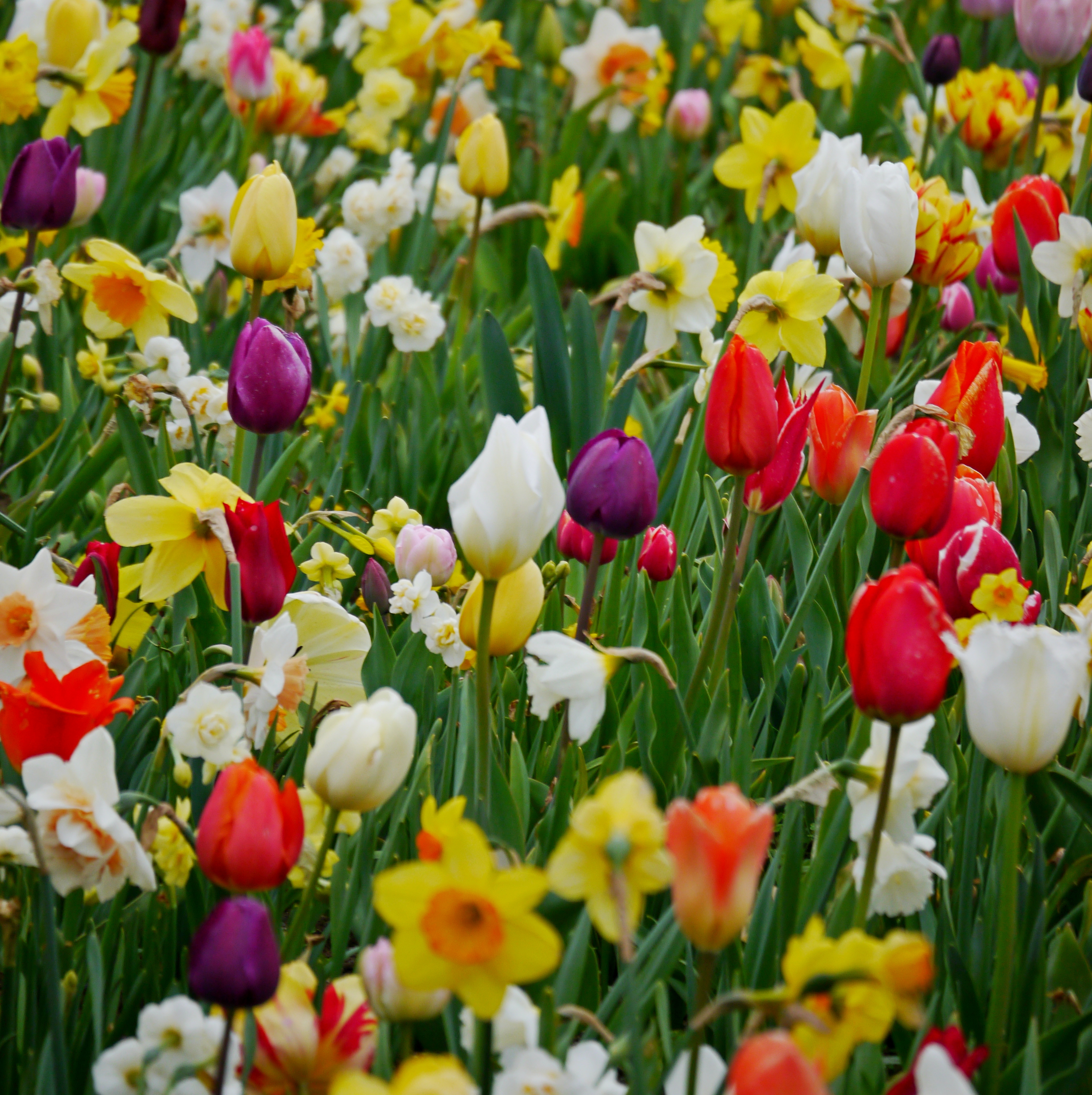23901_Gartenschau Nahaufnahme eines bunten Blumenbeets mit roten, weißen, violetten und gelben Tulpen sowie gelben und weißen Narzissen