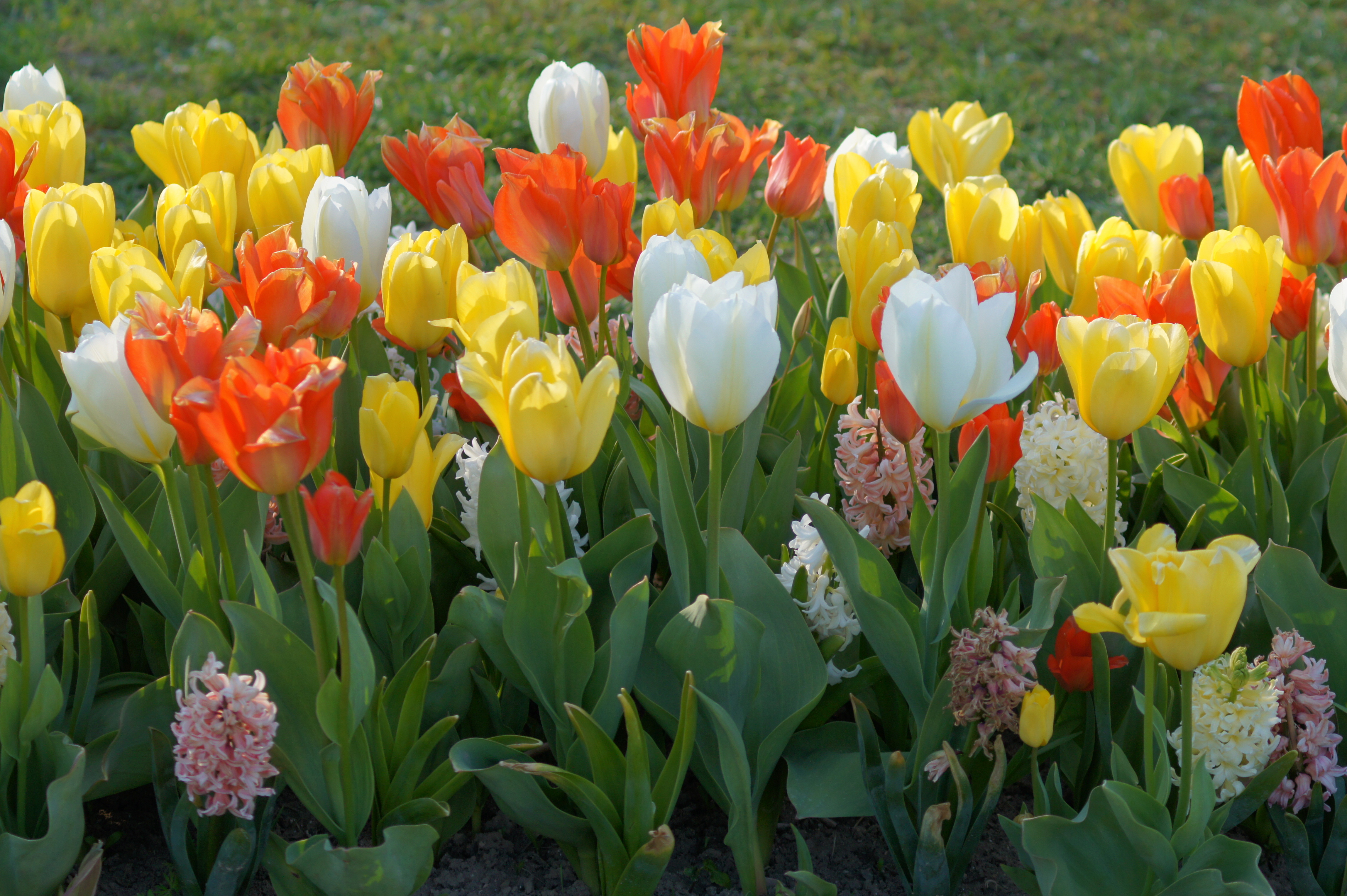 239312_Mademoiselle Pastell Buntes Tulpenbeet mit gelben, weißen und roten Tulpen und Hyazinthen auf einer Frühlingswiese