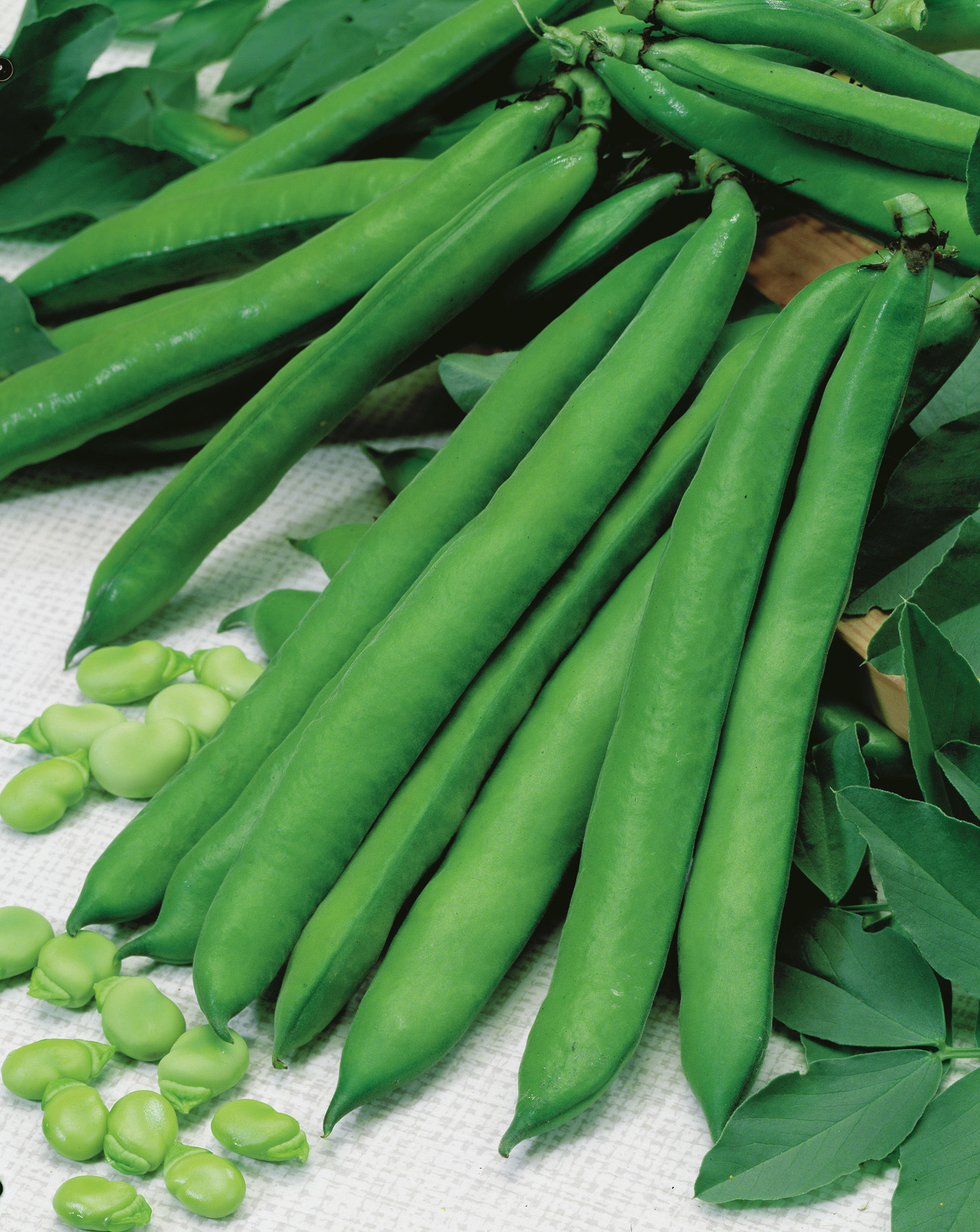 Puffbohnen Hang Down