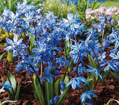 Scilla siberica, Blausternchen