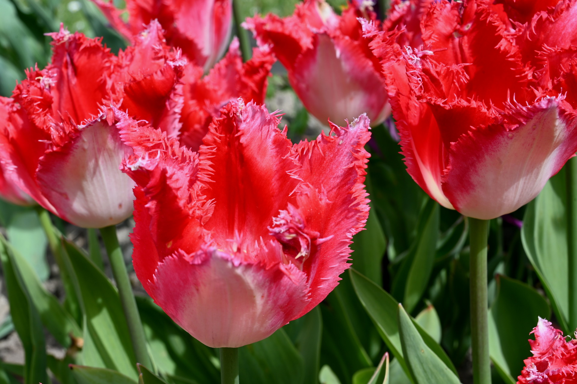 Crispa-Tulpen Sweets Paradise