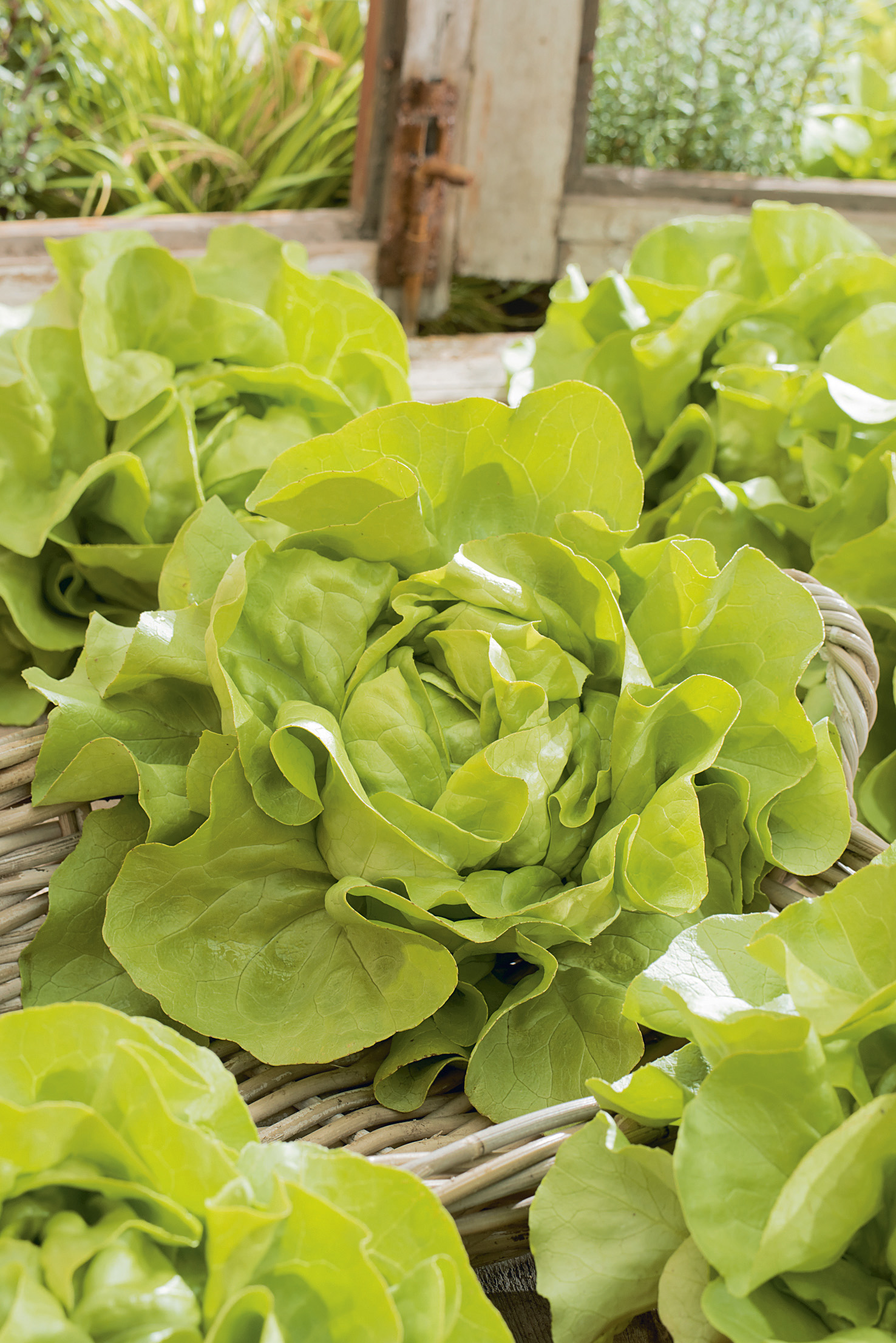 Kopfsalat Ovation
