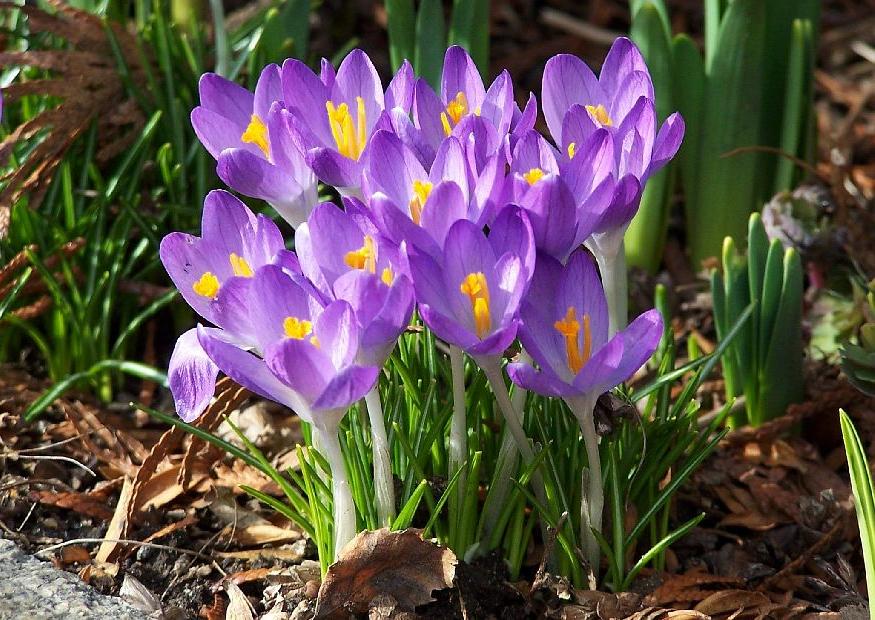 259815_Crocus etruscus Zwanenburg Nahaufnahme einer Gruppe violetter Frühlings-Krokusse (Crocus) mit gelben Staubgefäßen und grünen Blättern im Gartenbeet