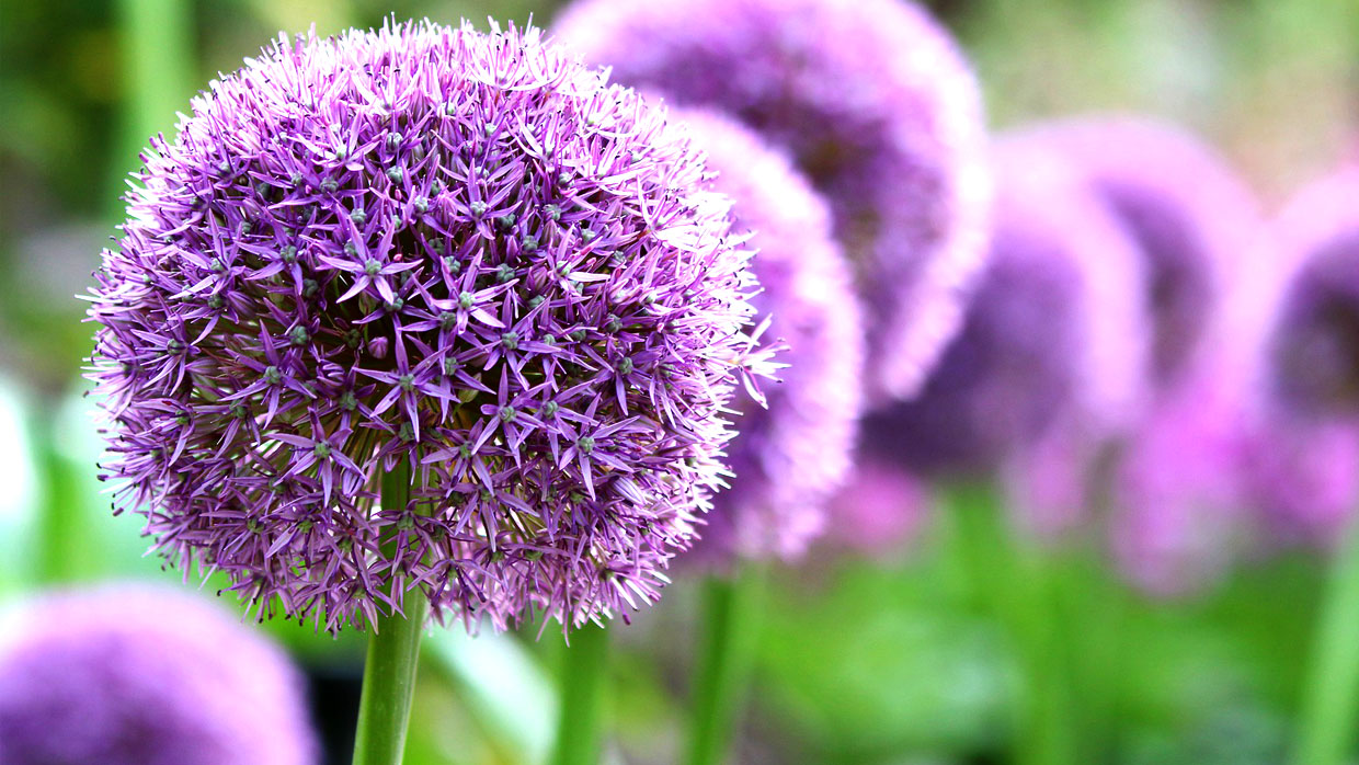 Lila Zierlauchblüten in voller Blüte Nahaufnahme von lila Zierlauchblüten, die elegant in einem Garten wachsen.