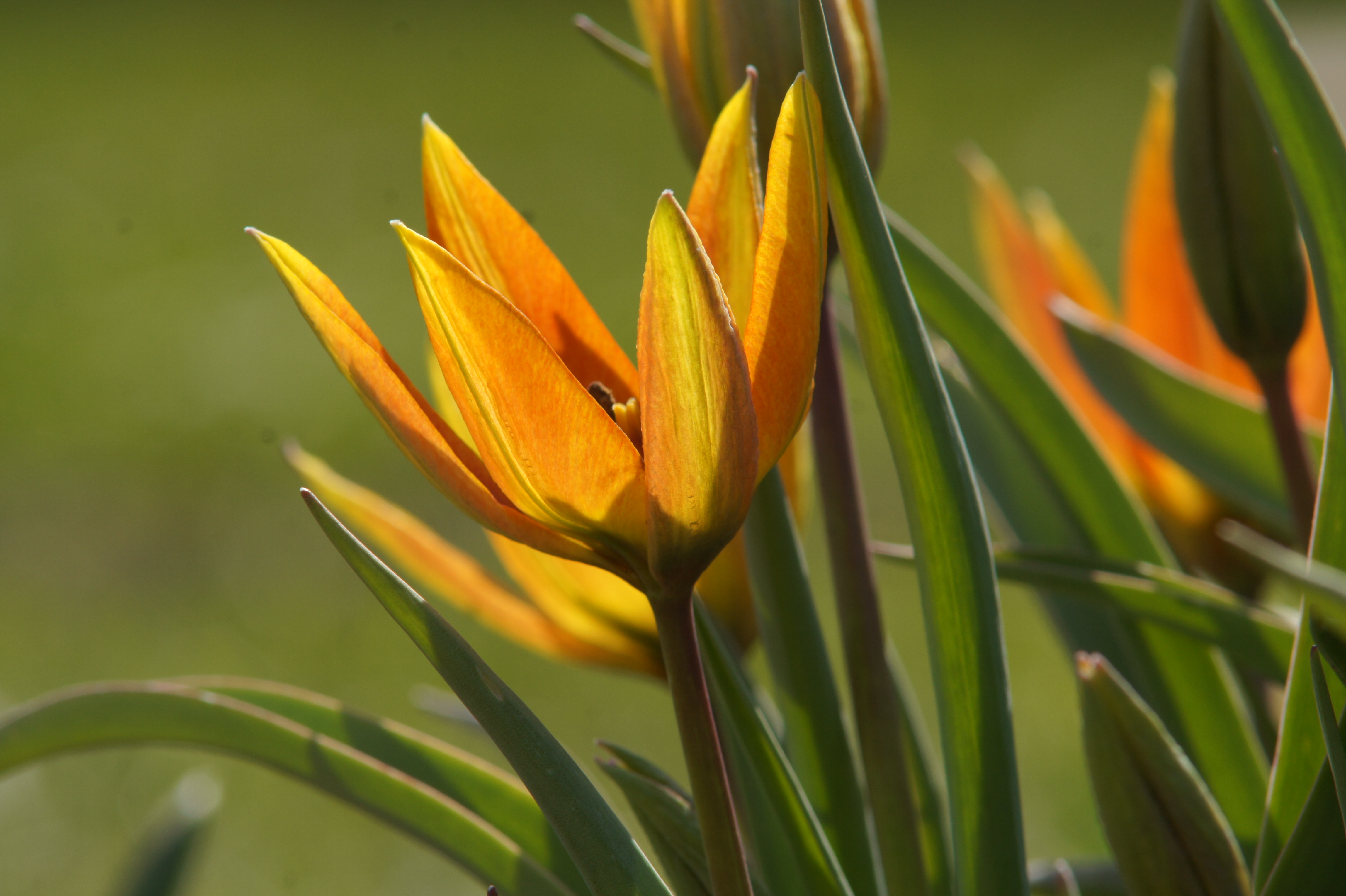 Nahaufnahme einer orange-gelben Tulpenblüte mit schlanken grünen Blättern vor unscharfem grünem Hintergrund