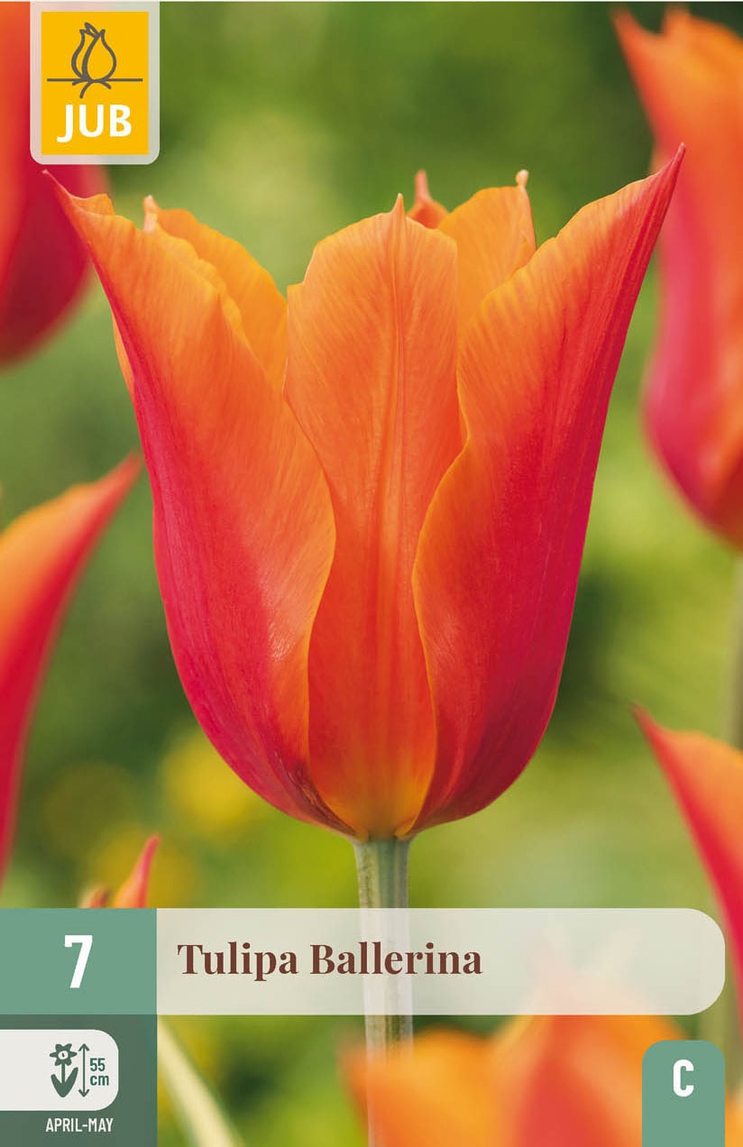 Lilienblütige Tulpen Ballerina