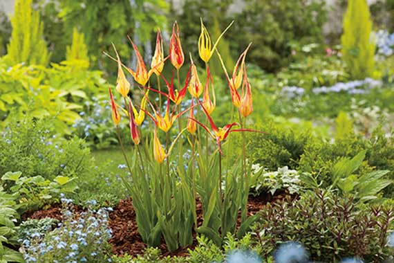 Tulpe acuminata-14287212_FMJ Nahaufnahme gelb-roter Tulpen mit schlanken spitzen Blüten in einem grünen Staudenbeet