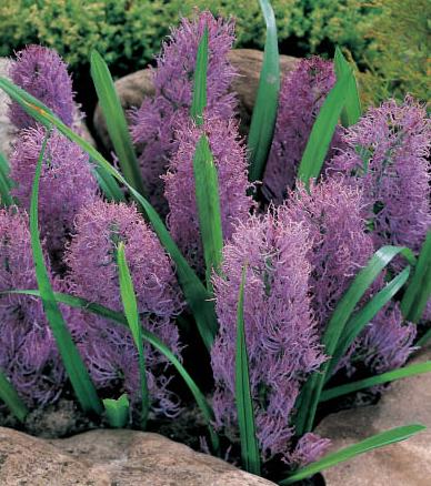 265336_Muscari comosum plumosum Nahaufnahme violetter, buschiger Blütenstände einer niedrigen Zierpflanze zwischen schmalen grünen Blättern im Steingarten