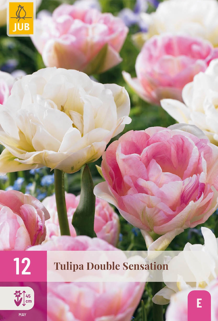 Tulpen Mischung Double Sensation