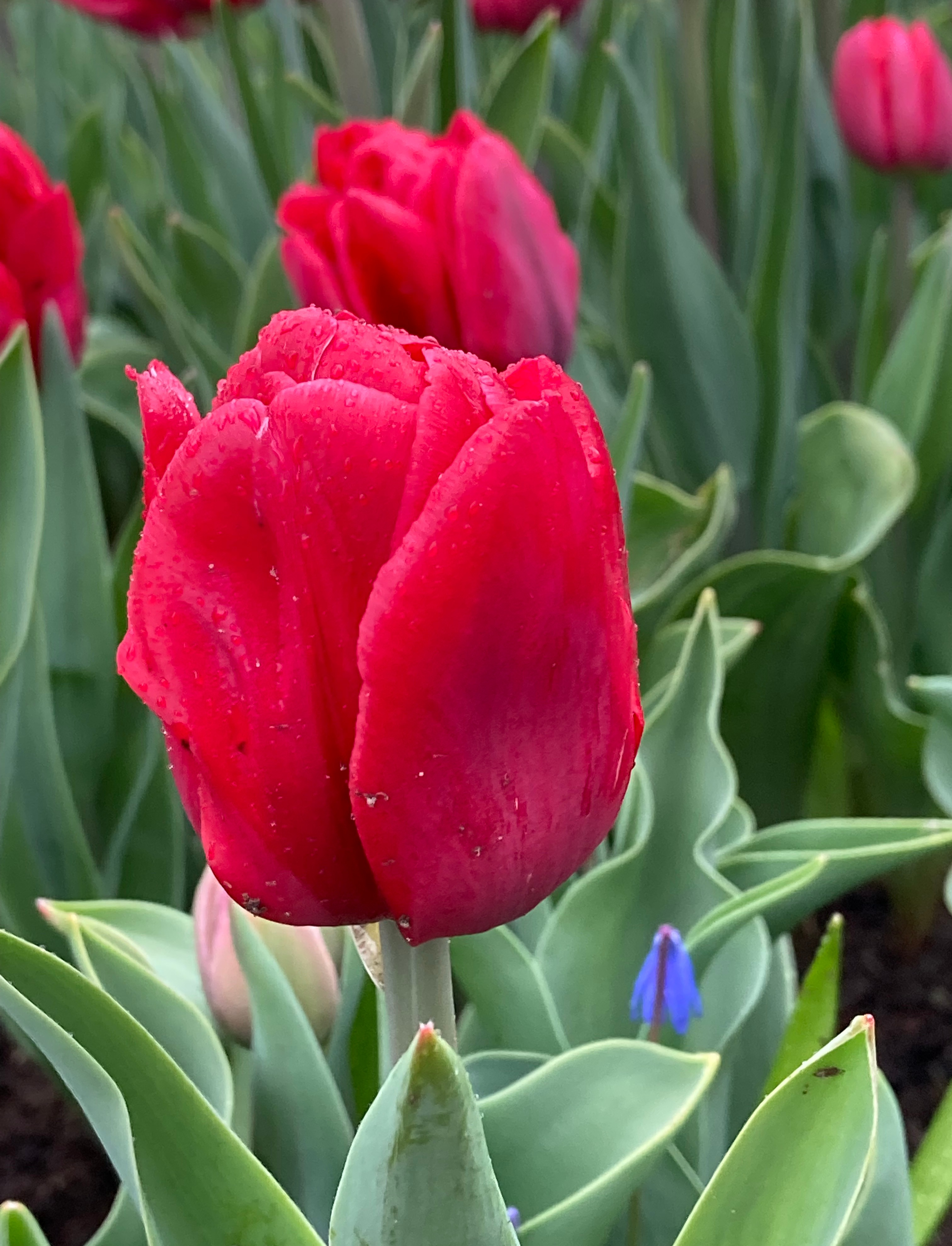 222801_Gef. frühe Tulpen Red Foxtrott Nahaufnahme einer roten Tulpe mit Tautropfen auf den Blütenblättern, umgeben von grünen Blättern und weiteren Tulpen im unscharfen Hintergrund