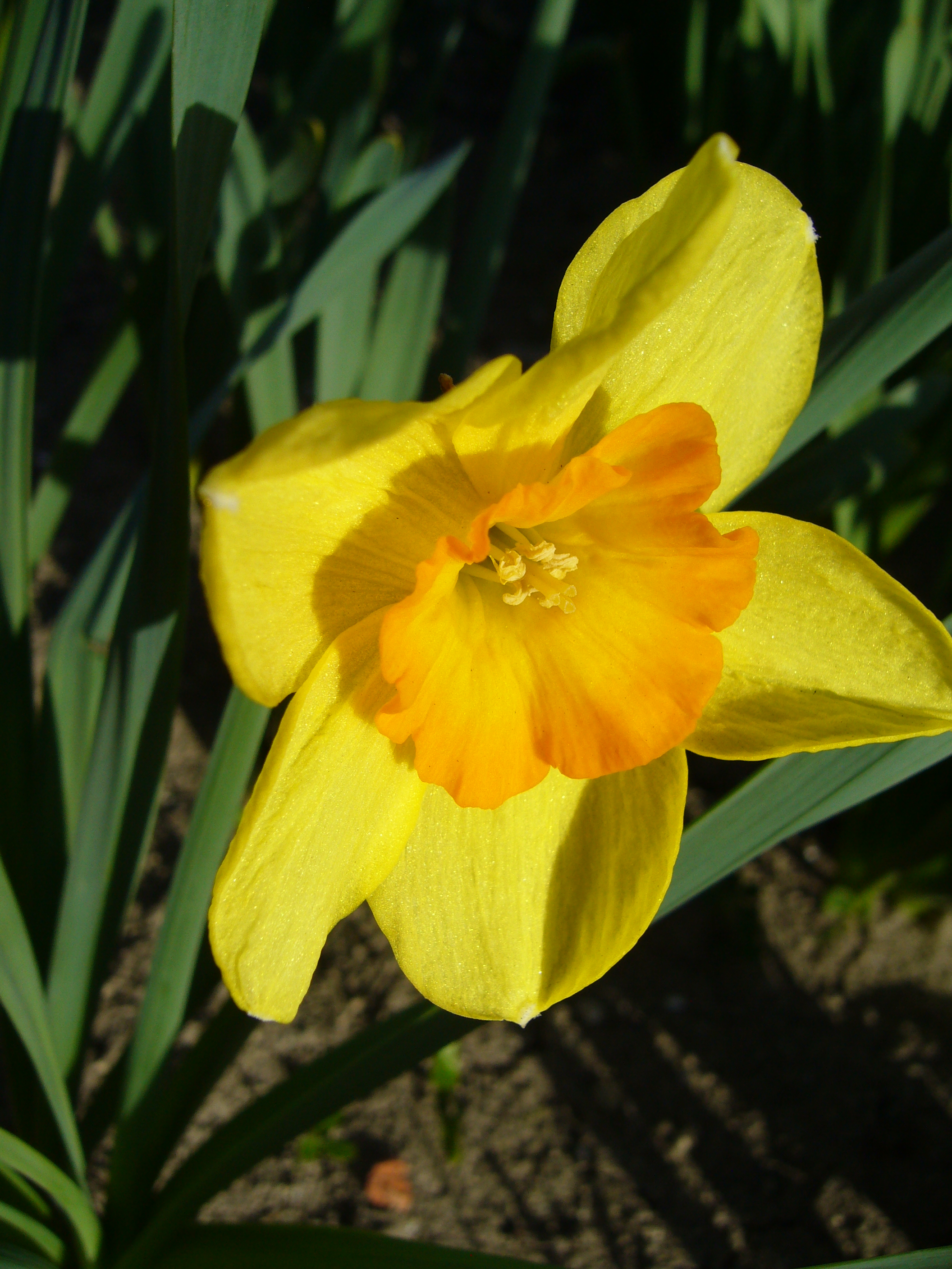 241282_Großkronige Narzisse Delibes_1 Nahaufnahme einer gelben Narzisse mit orangefarbener Trompetenkrone im Blumenbeet, kräftige Frühlingsblüte