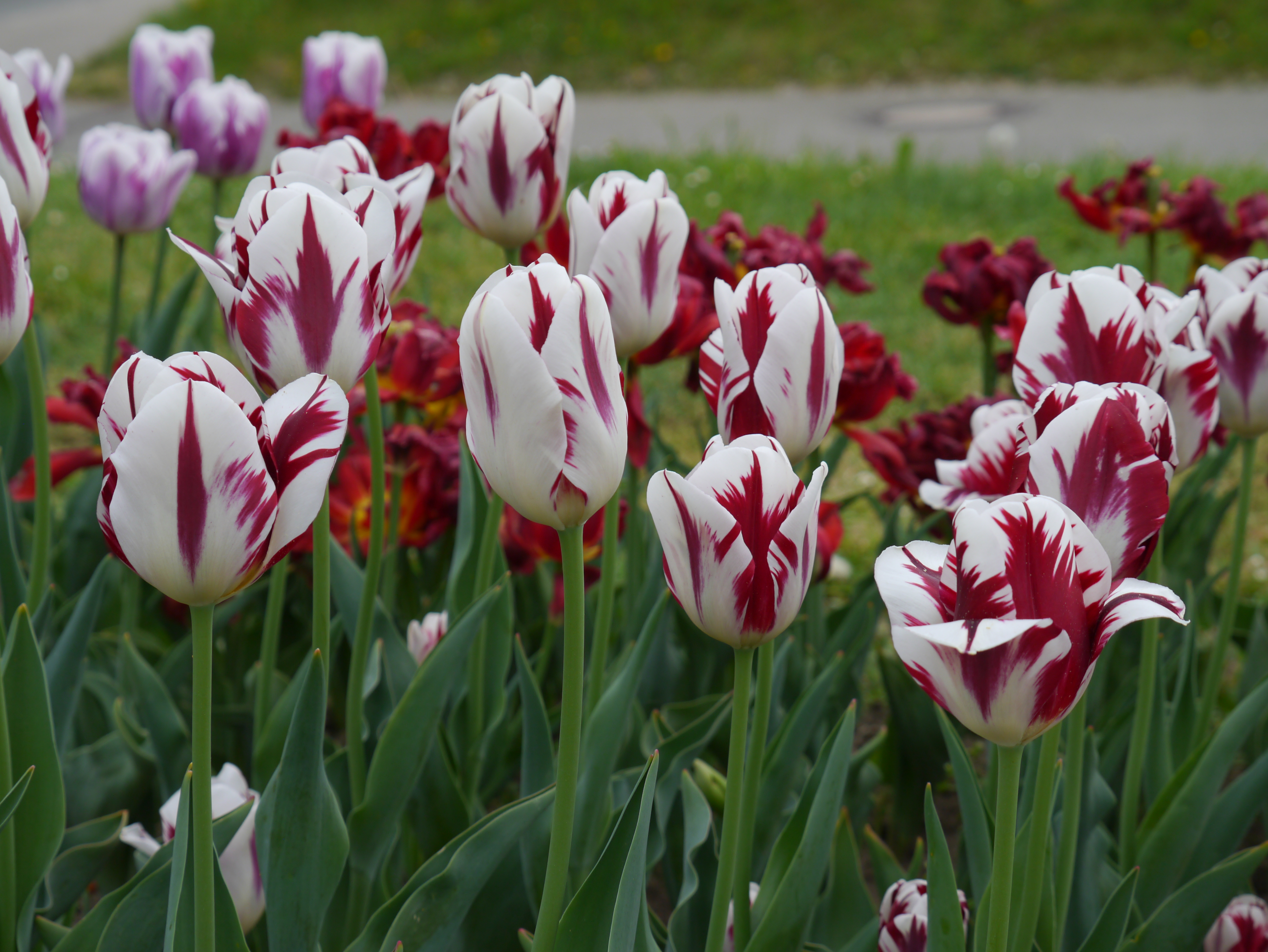 Triumph-Tulpen Grand Perfection