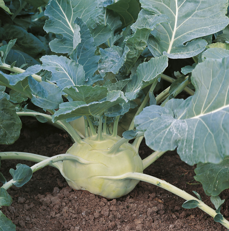 Kohlrabi (Bio) Kossak F1