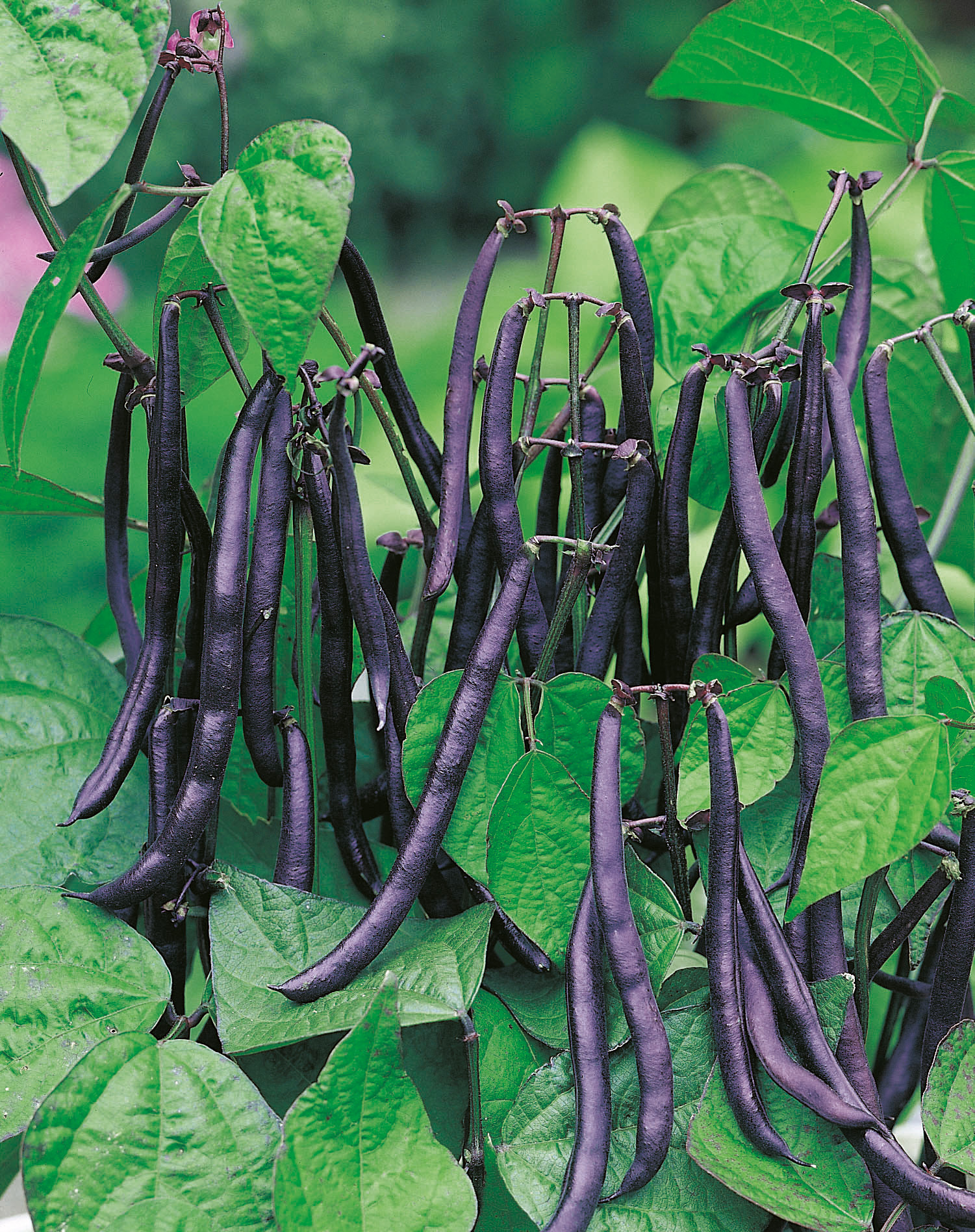 Buschbohnen Purple Teepee