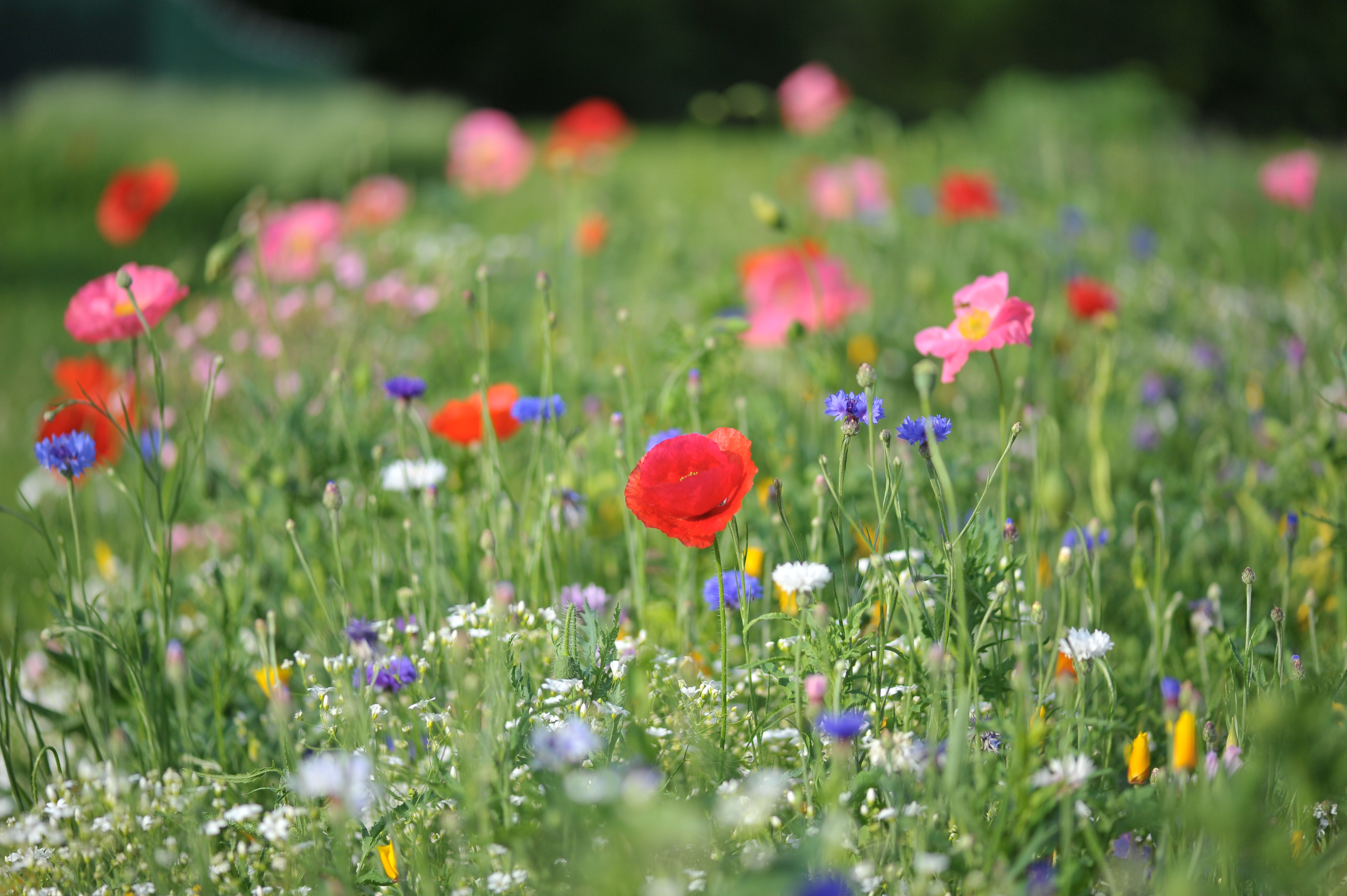 Feld mit bunten Blumen, darunter Mohn, Kornblumen und viele andere Wildblumen