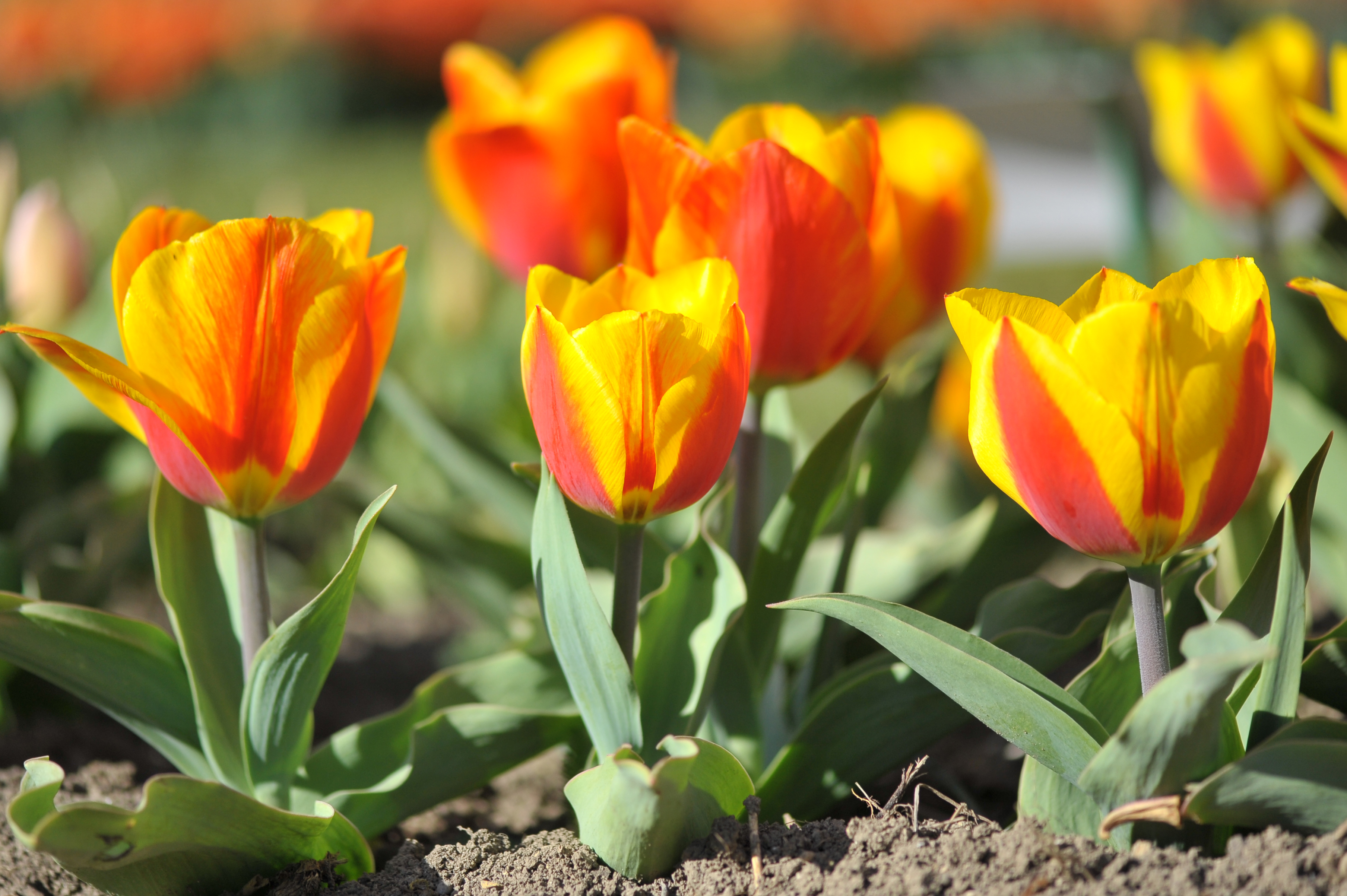 220132_Einf. frühe Tulpen Flair Nahaufnahme von gelb-rot gestreiften Tulpen im Beet, leuchtende Frühlingsblüten