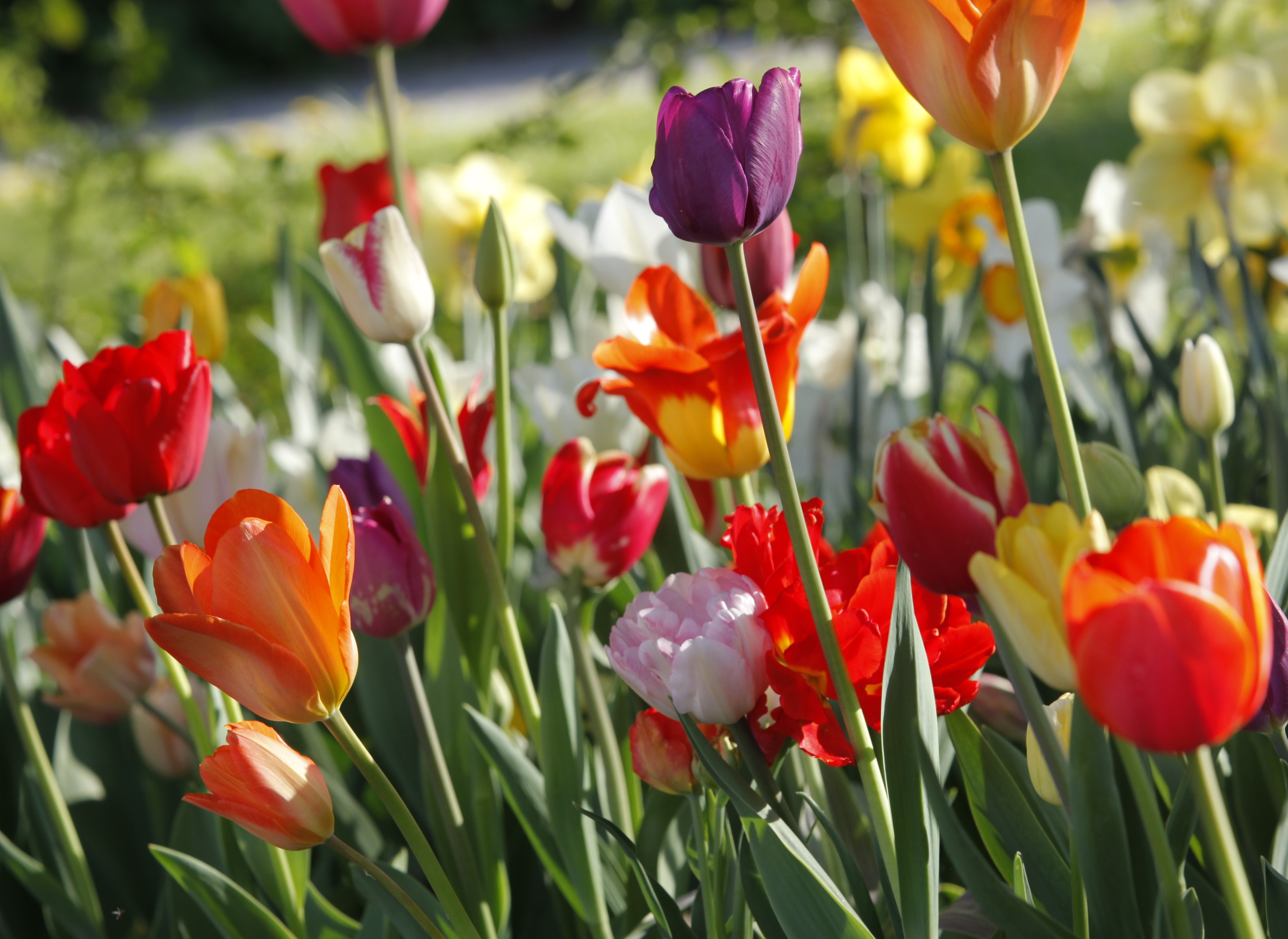22002_Gönninger Frühling_1 Nahaufnahme eines Blumenbeets mit bunten Tulpen: rote, orange, violette, gelbe und weiße Blüten auf grünen Stielen, sonnige Frühlingsszene