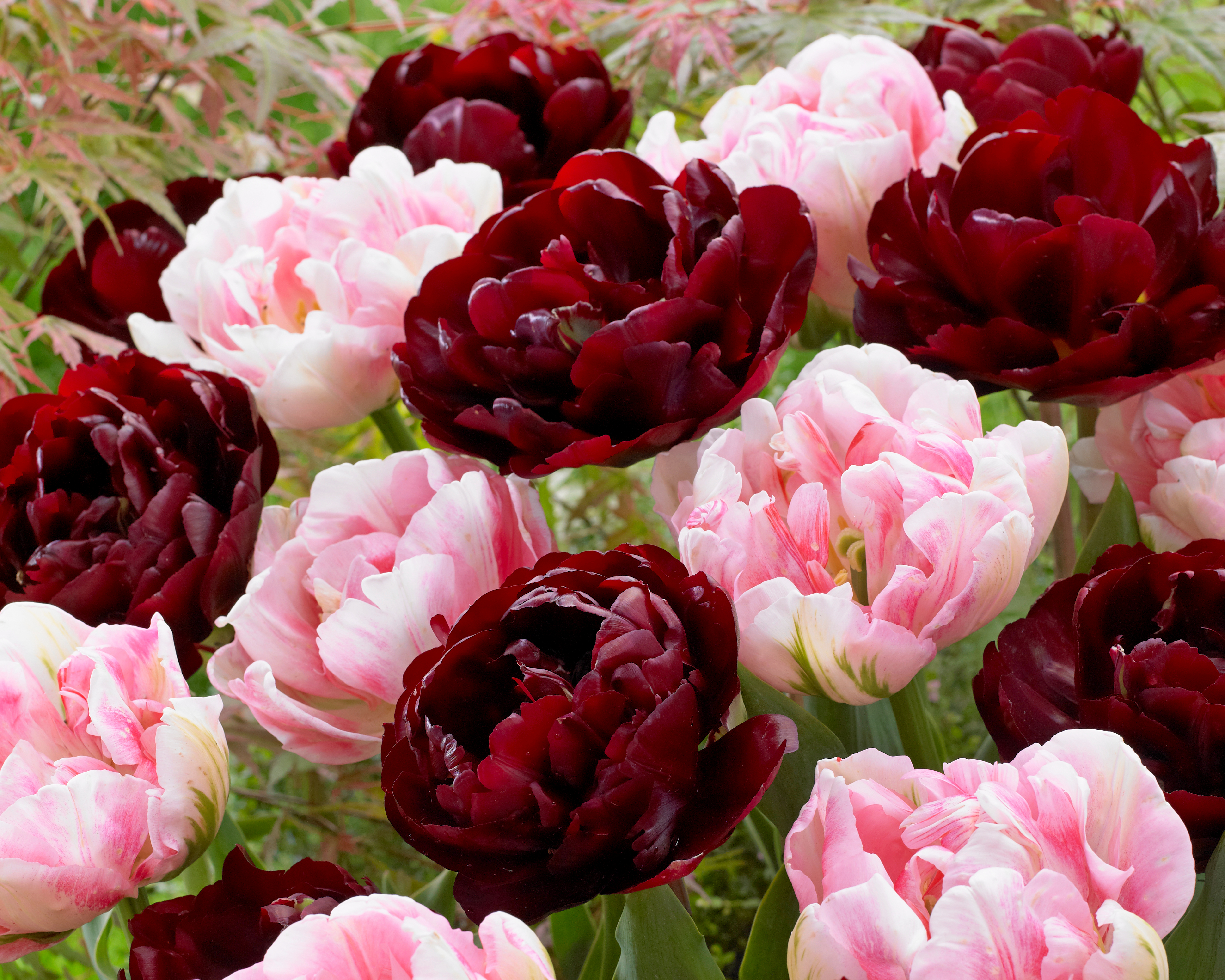 22023_gefüllter Kontrast Nahaufnahme eines Beetes mit gefüllten Pfingstrosen-Tulpen in tiefem Burgunderrot und zartem Rosa, üppige mehrschichtige Blüten