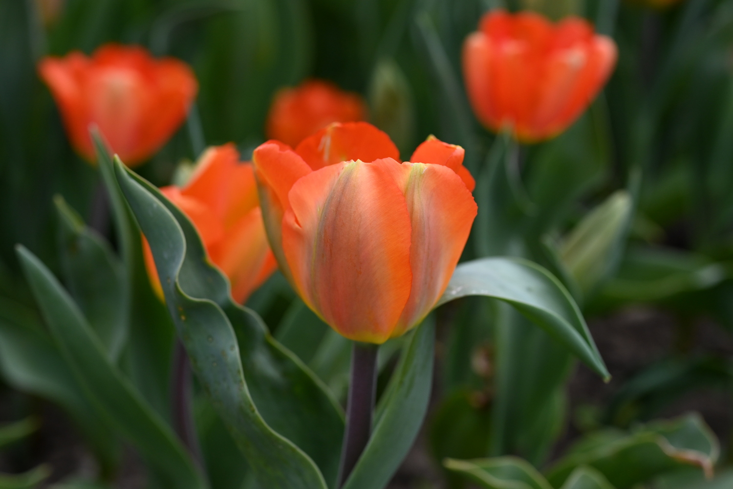 230162_Lightning_Sun_2 Nahaufnahme einer orangefarbenen Tulpe im Beet, grüne Blätter im Vordergrund und unscharfer Hintergrund mit weiteren Tulpen