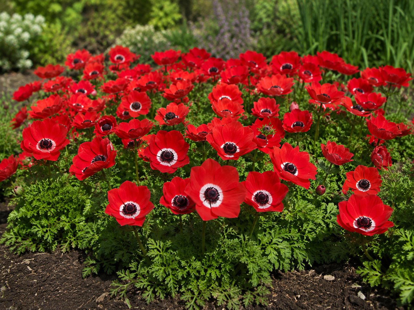 Anemonen coronaria Hollandia