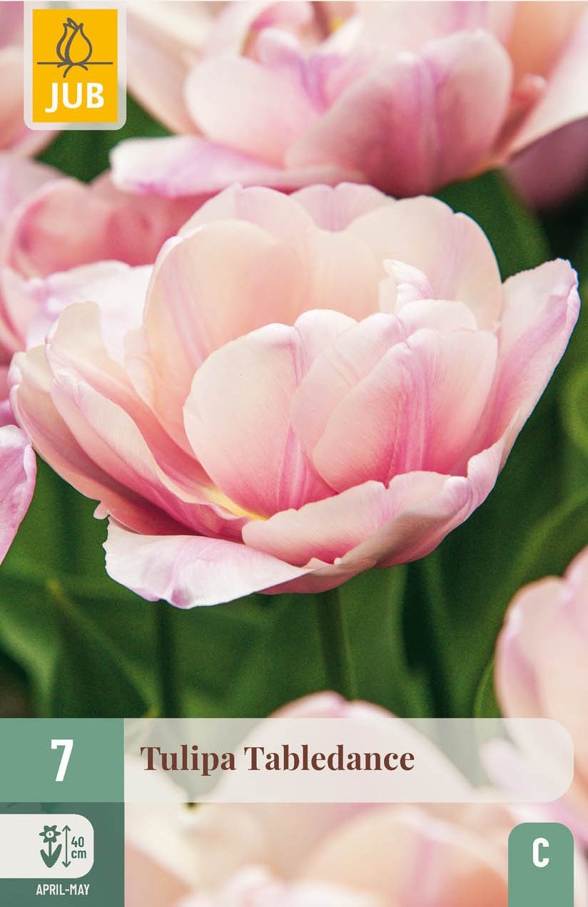Gefüllte späte Tulpen Tabledance