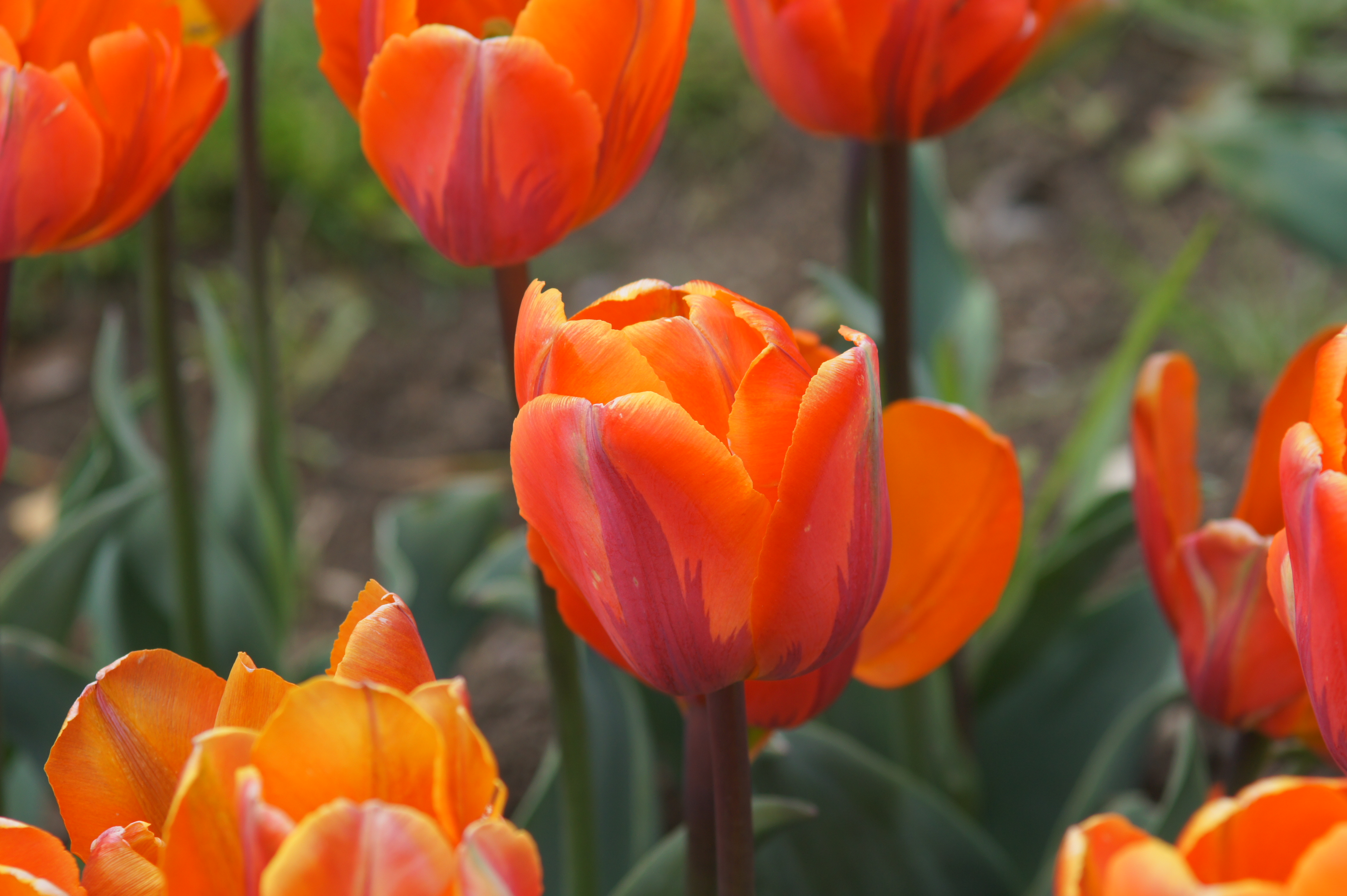 Nahaufnahme einer orange-roten Tulpe mit mehreren Tulpen im Hintergrund, grünen Blättern und unscharfem Gartenboden