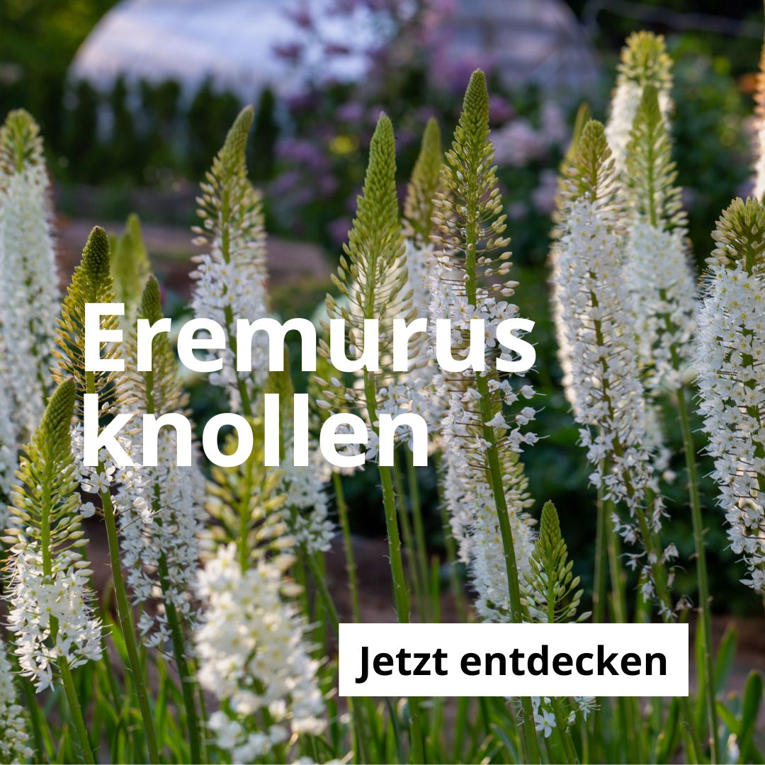 Kachel_Eremurusknollen