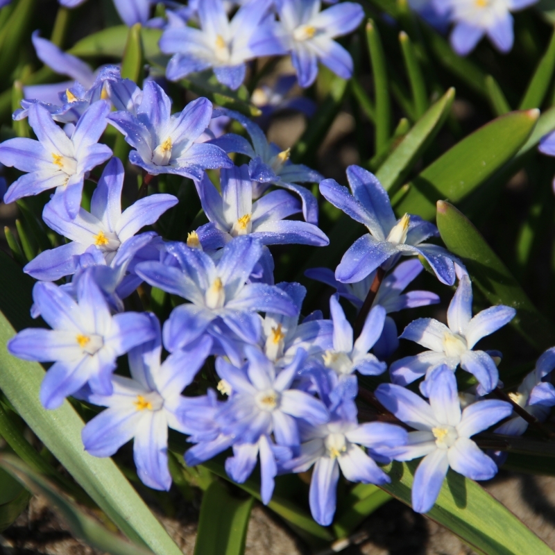 266124_Chionodoxa forbesii Nahaufnahme von blau-weißen sternförmigen Blüten mit gelbem Zentrum und glänzenden grünen Blättern im Frühlingsbeet