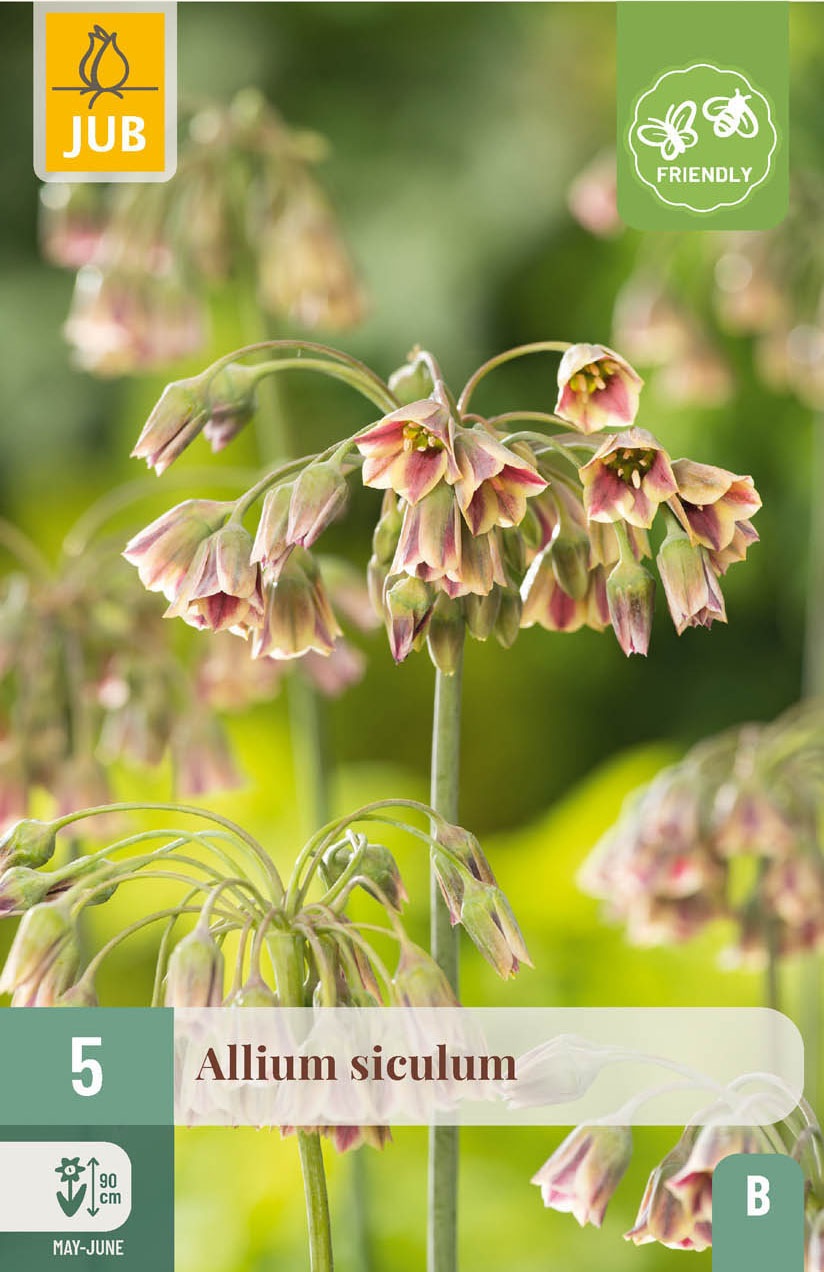 Allium (nectaroscordum) siculum