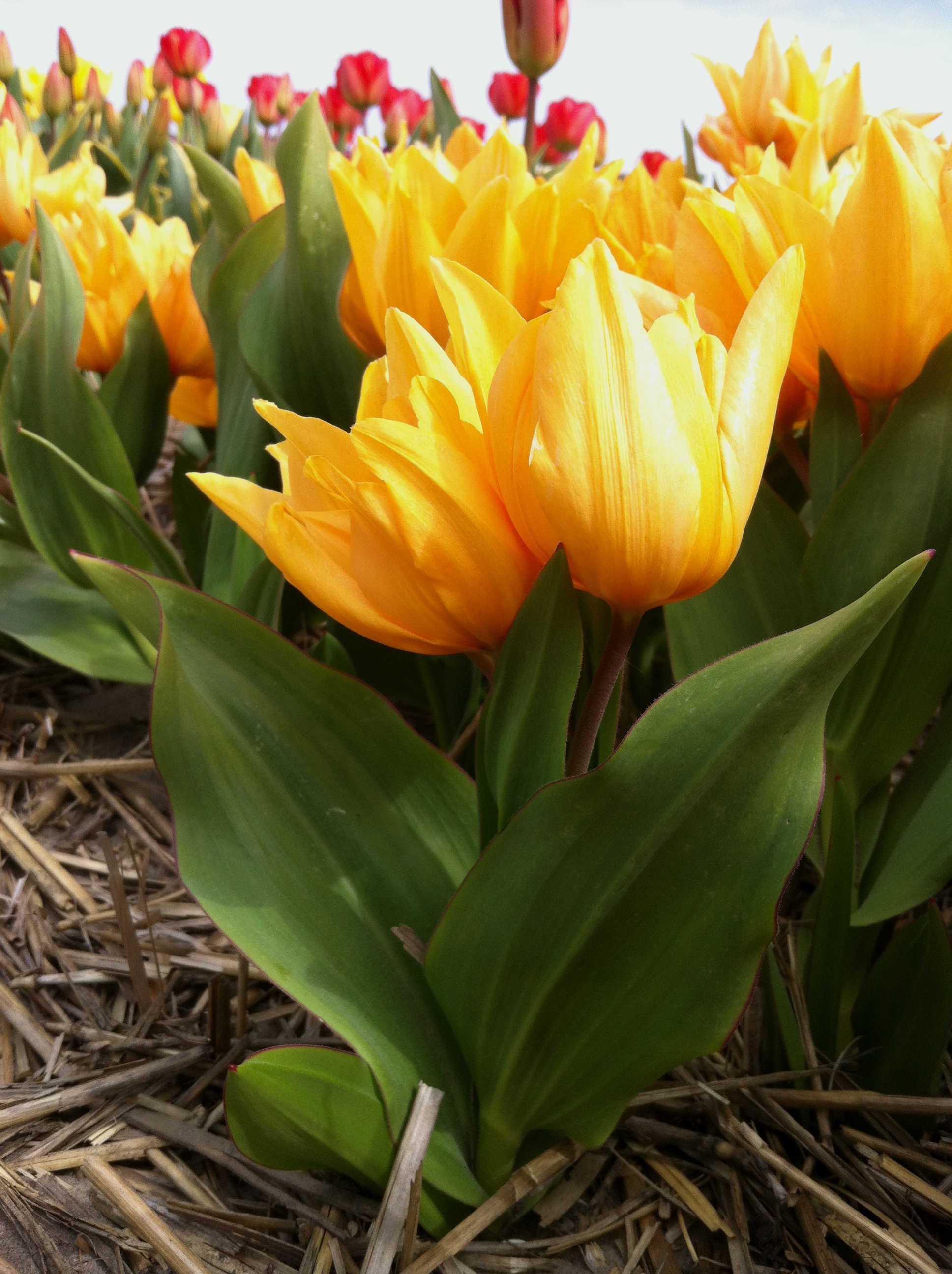 Nahaufnahme gelber Tulpen mit grünen Blättern und Strohmulch im Vordergrund; rote Tulpen unscharf im Hintergrund