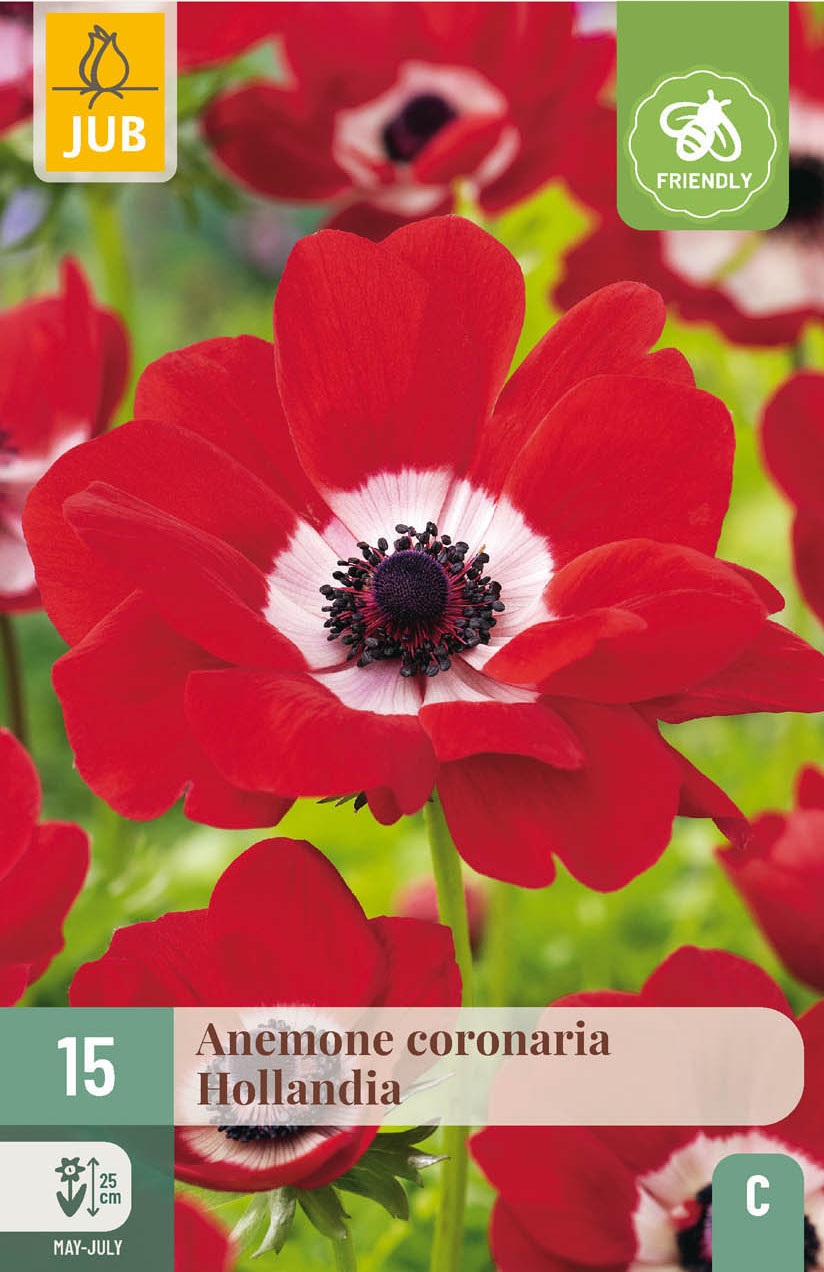 Anemonen coronaria Hollandia