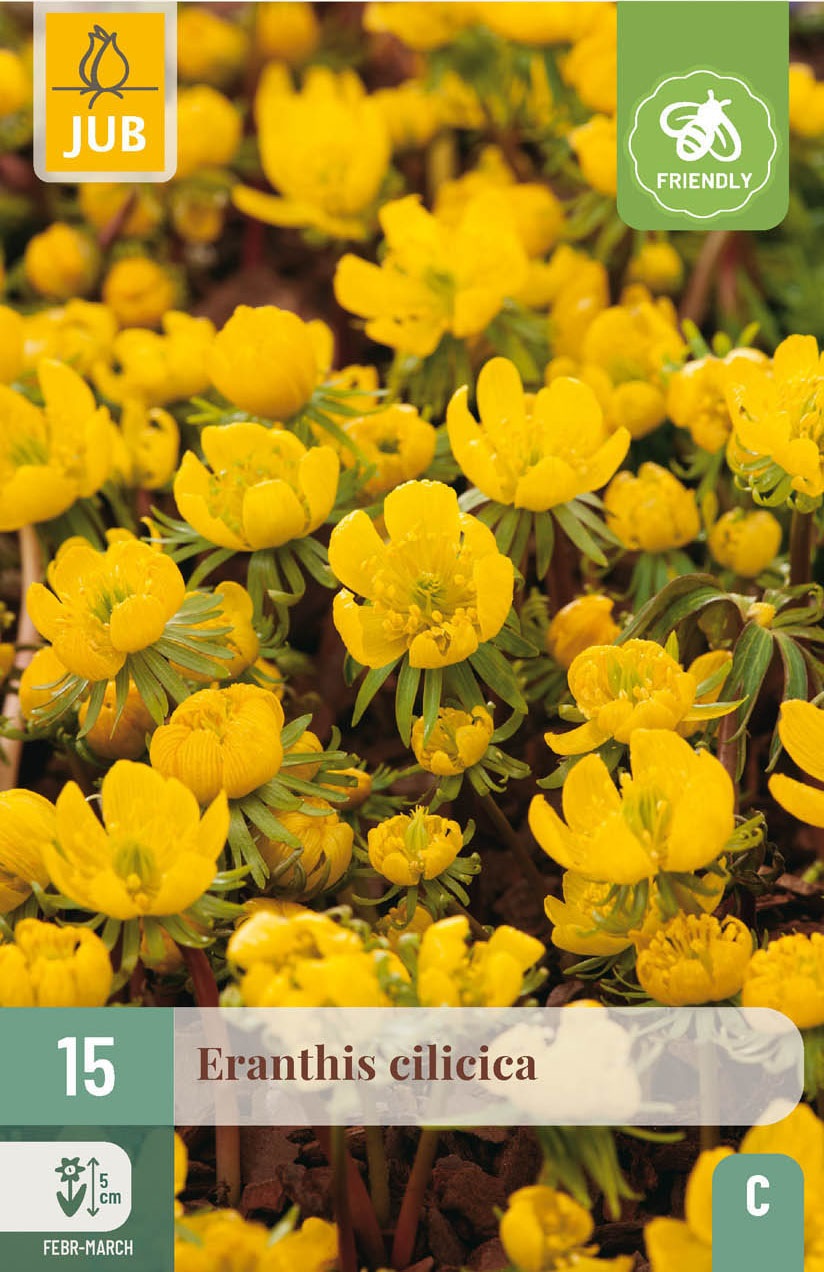 Eranthis cilicica