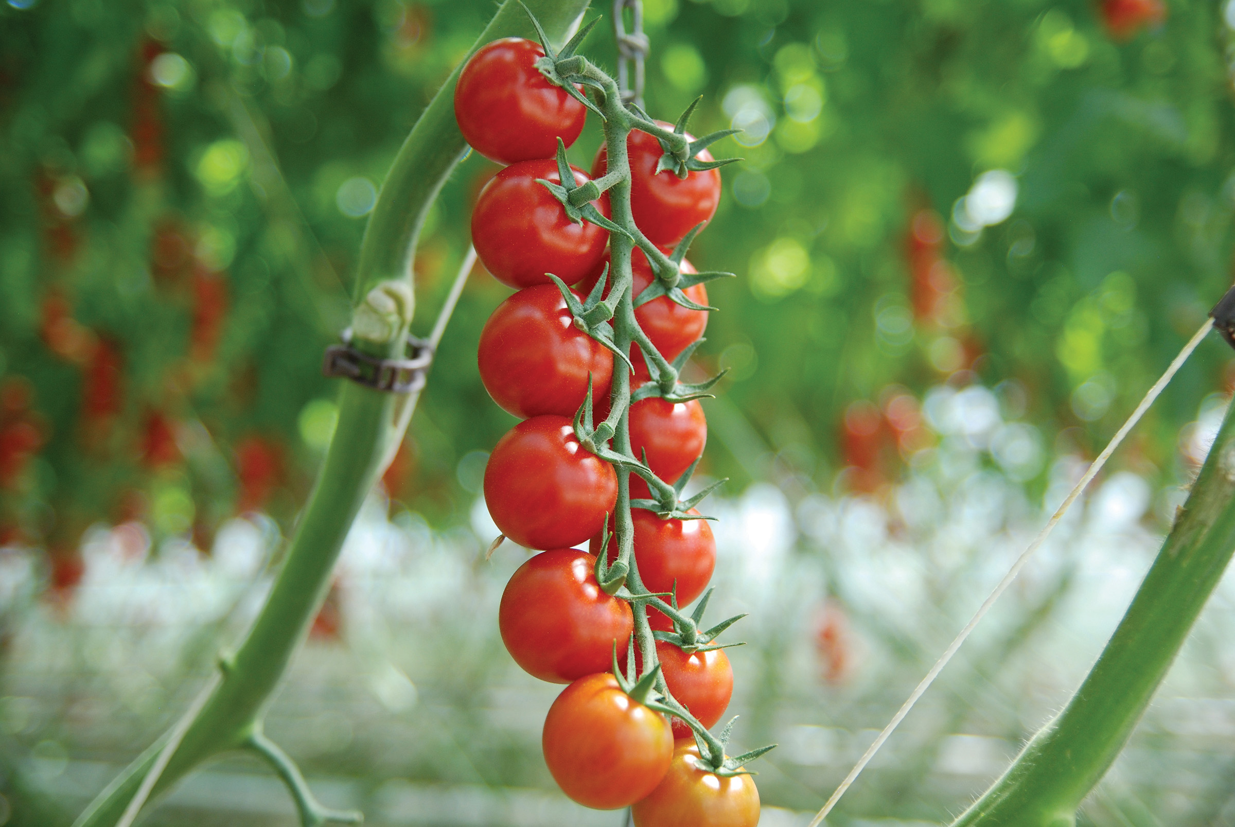 Cherry-Tomaten (Bio) Sakura F1