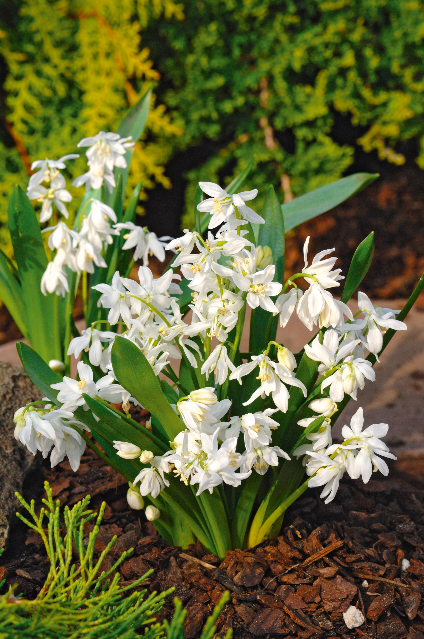 265347_Scilla_siberica_Alba Büschel weißer, glockenförmiger Frühlingsblumen mit gelben Staubgefäßen und grünen, lanzettlichen Blättern auf Rindenmulch im Garten