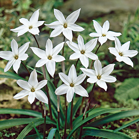264101_Ipheion Alberto Castillo Nahaufnahme mehrerer weißer, sternförmiger Frühlingsstern-Blüten (Ipheion uniflorum) mit schlanken grünen Blättern im Garten