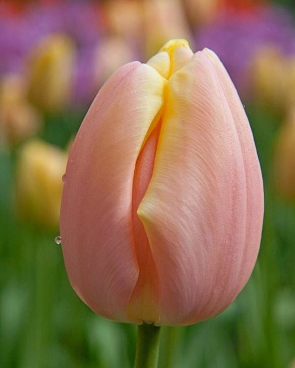 223032_Triumph-Tulpen Mango Charm Nahaufnahme einer roséfarbenen Tulpenblüte mit hellem Gelbschimmer, sichtbarem Wassertropfen und unscharfem Blumenfeld im Hintergrund